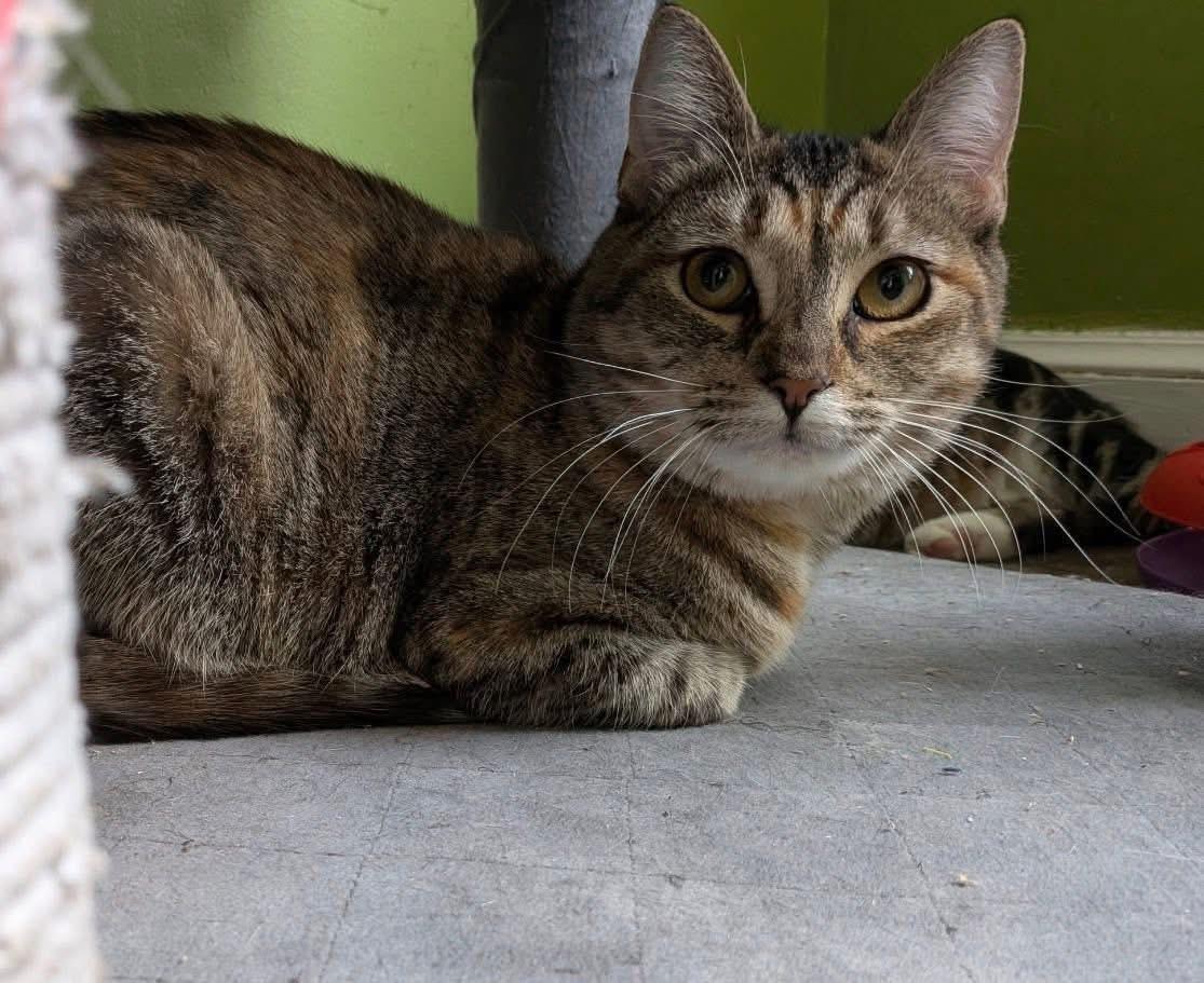 Enlarge Mickey ( Sweet & playful), a ADOPTABLE Domestic Short Hair in Staten island, NY image 2/3