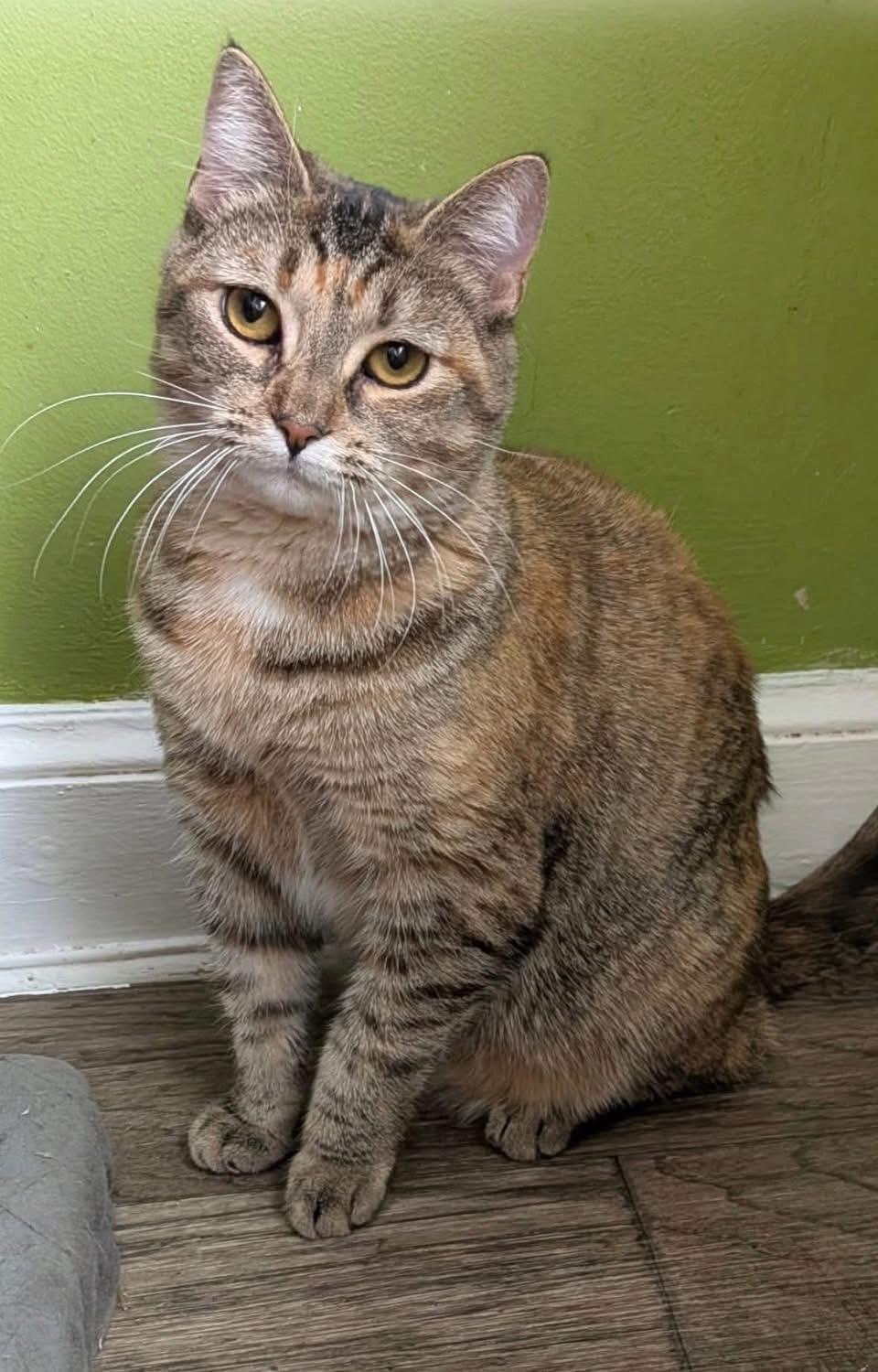 Enlarge Mickey ( Sweet & playful), a ADOPTABLE Domestic Short Hair in Staten island, NY image 1/3