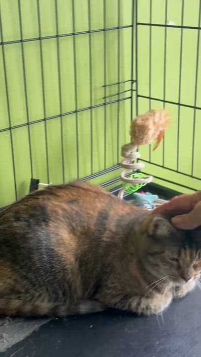 Enlarge Mickey (TORBIE), a Adoptable Domestic Short Hair in Staten island, NY video 6/6
