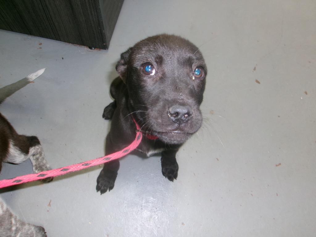 Panda, Adoptable, Puppy Female Pit Bull Terrier.