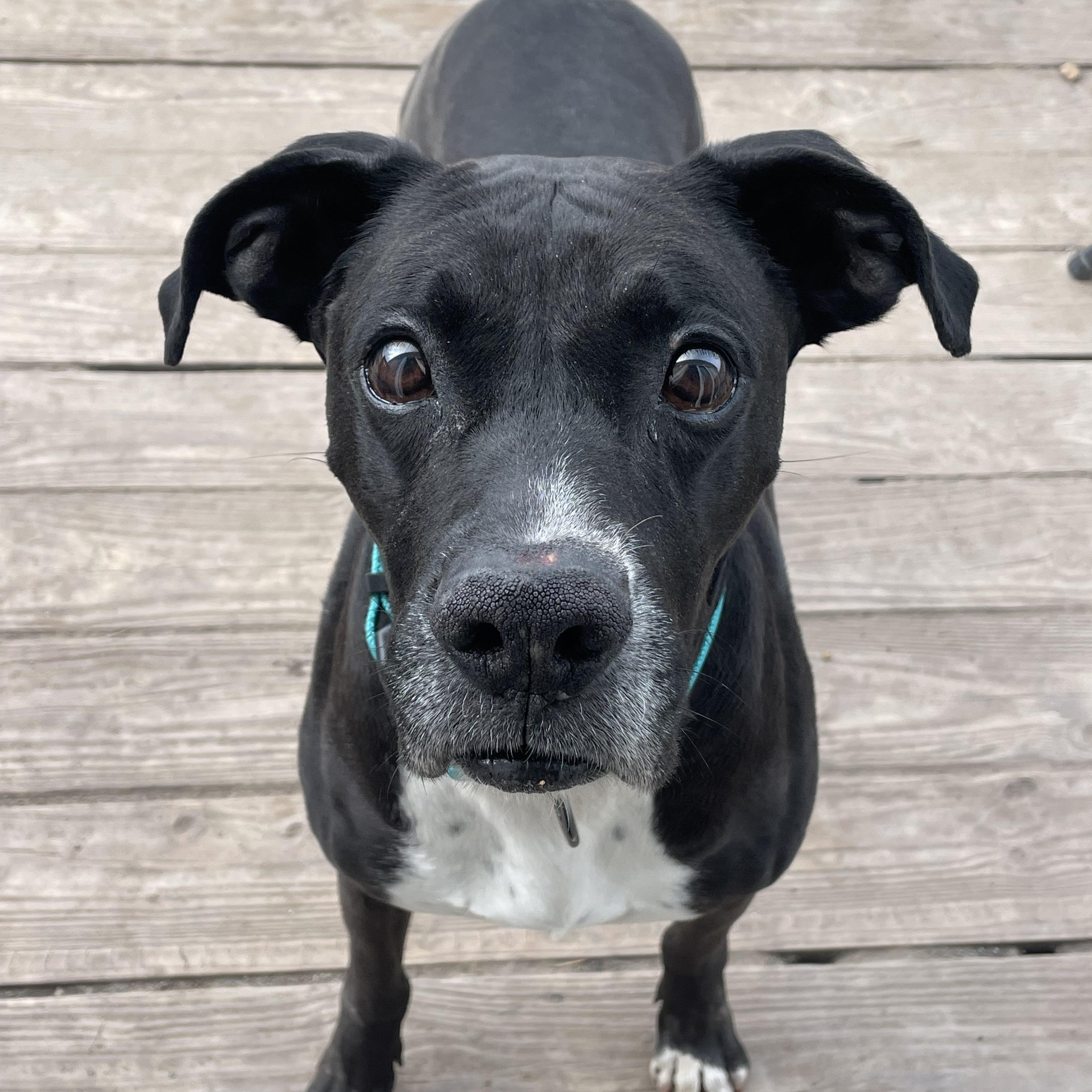 Enlarge Odin, a ADOPTABLE mixed breed in Inez, TX image 3/6
