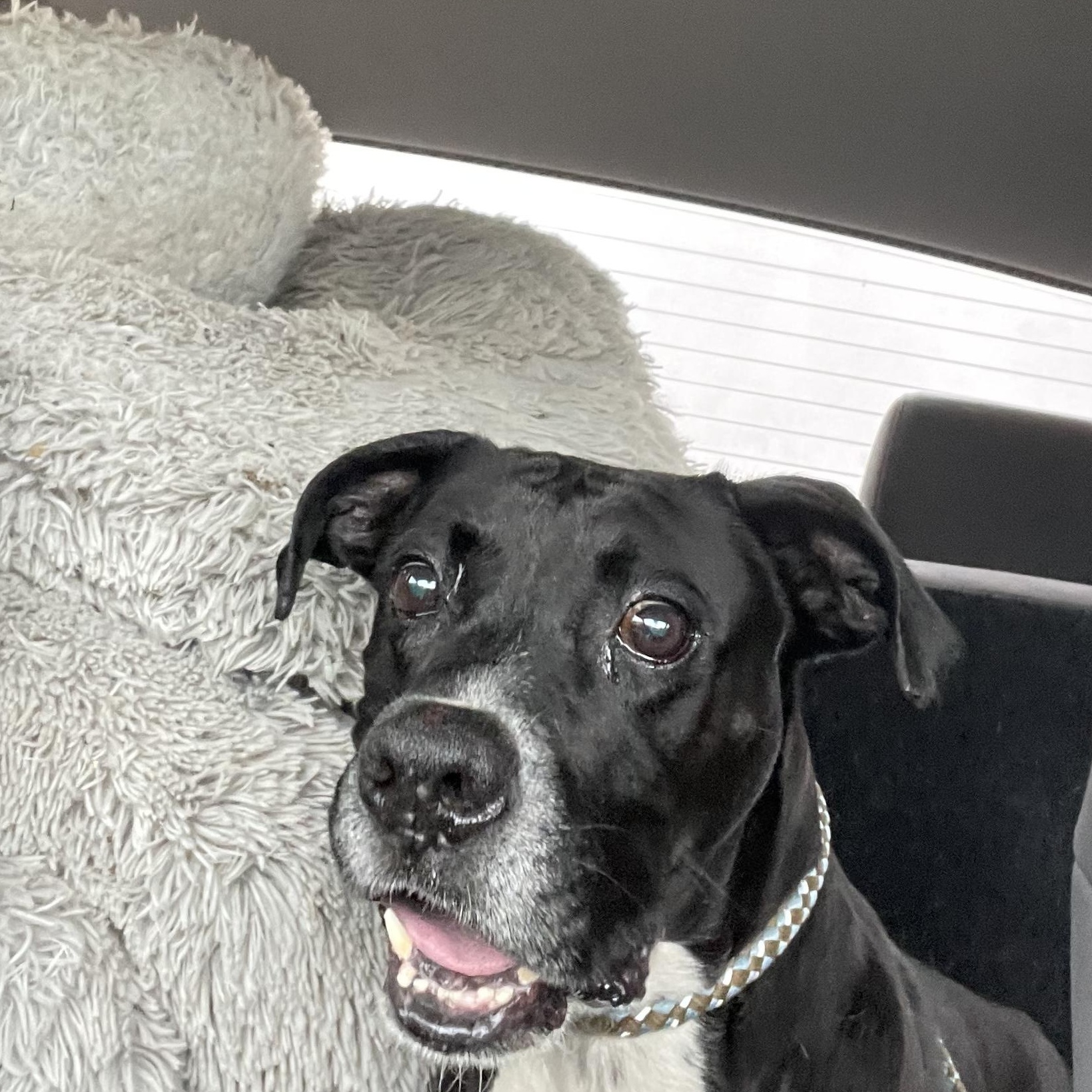 Enlarge Odin, a ADOPTABLE mixed breed in Inez, TX image 5/6