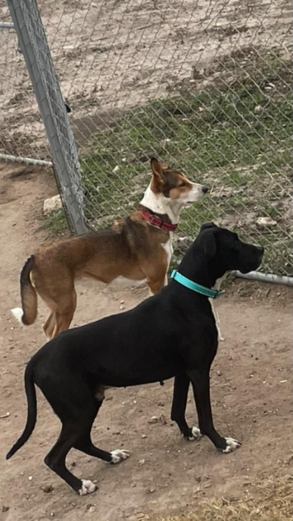 Enlarge Odin, a ADOPTABLE mixed breed in Inez, TX image 6/6