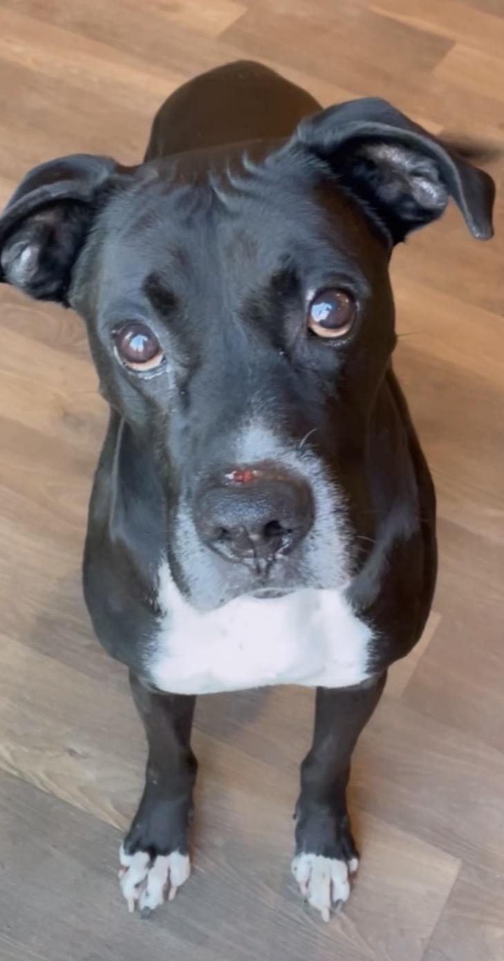 Enlarge Odin, a ADOPTABLE mixed breed in Inez, TX image 4/6