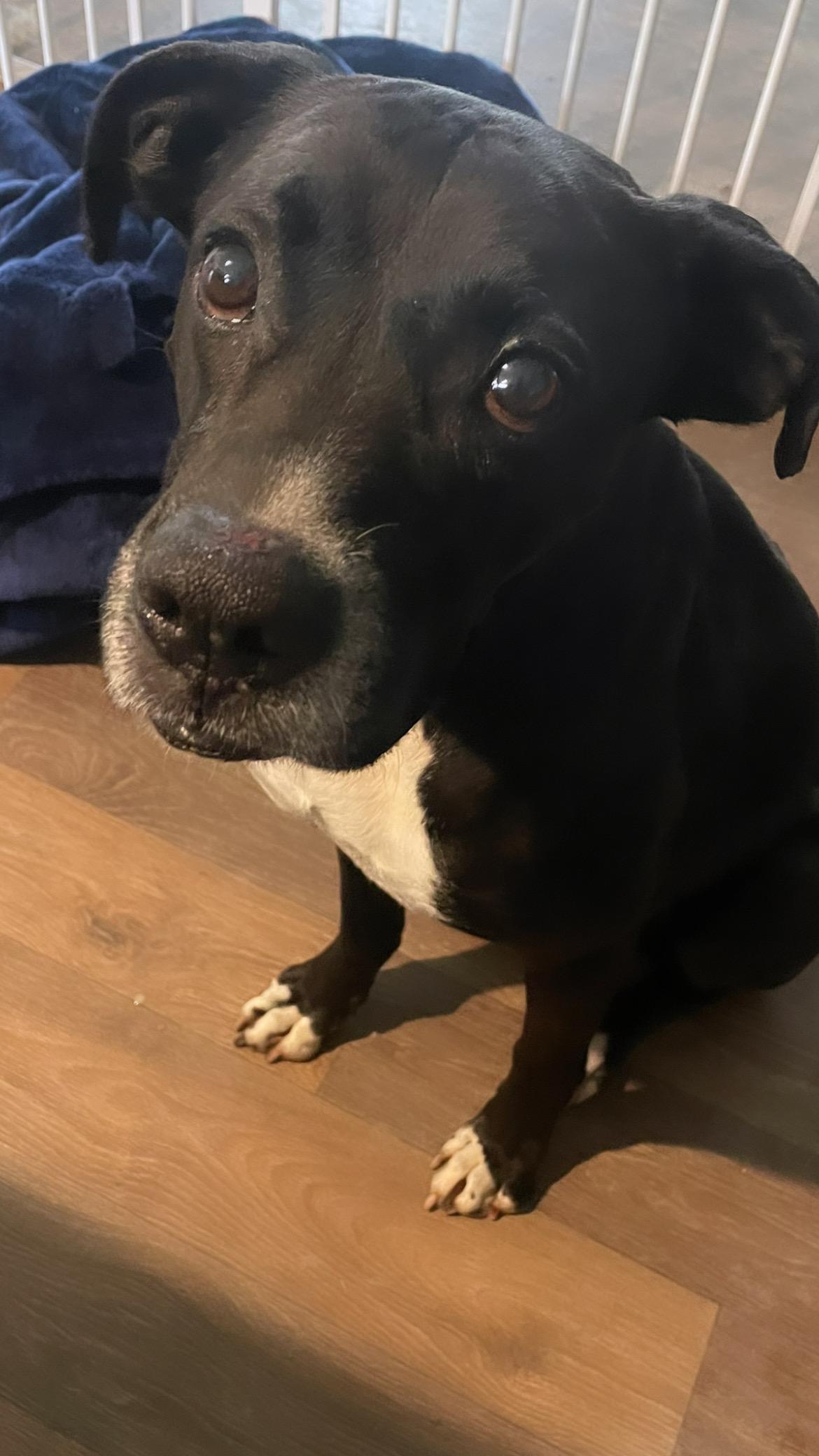 Odin, ADOPTABLE, Senior Male Great Dane.
