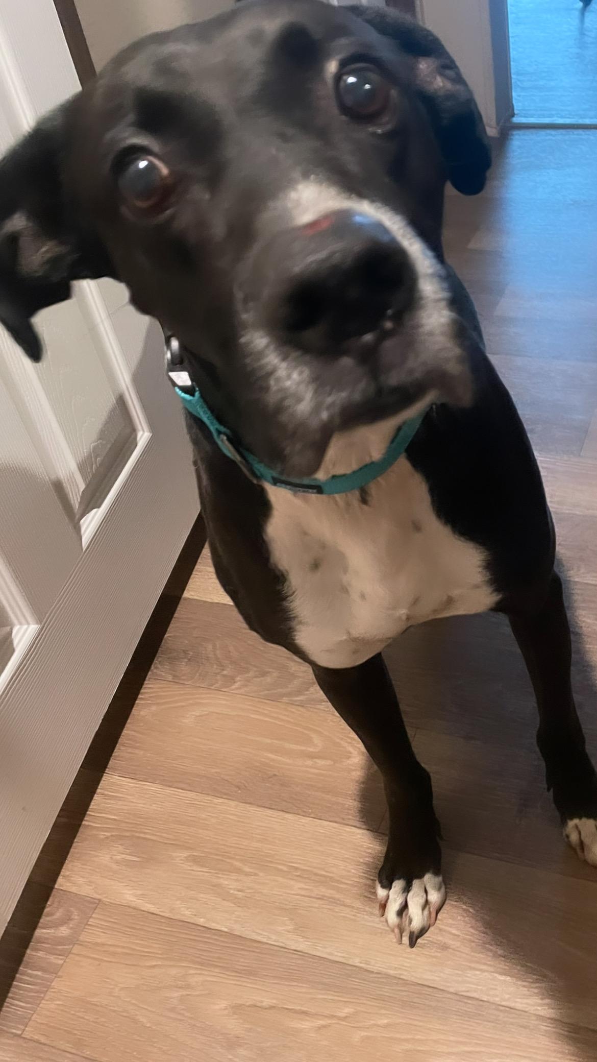 Enlarge Odin, a ADOPTABLE mixed breed in Inez, TX image 2/6