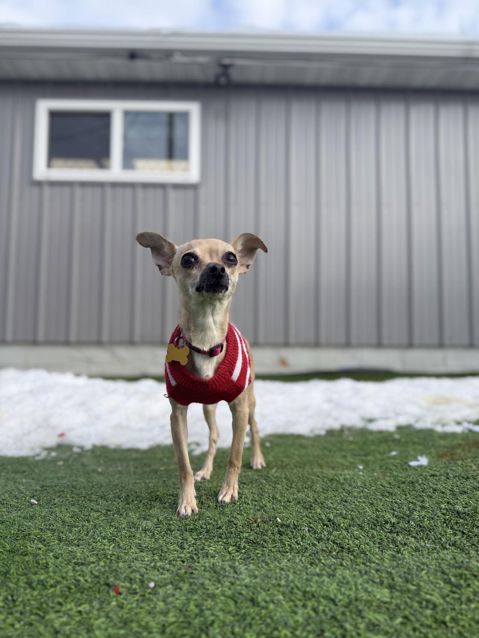 Diera, Adopted, Adult Female Chihuahua.