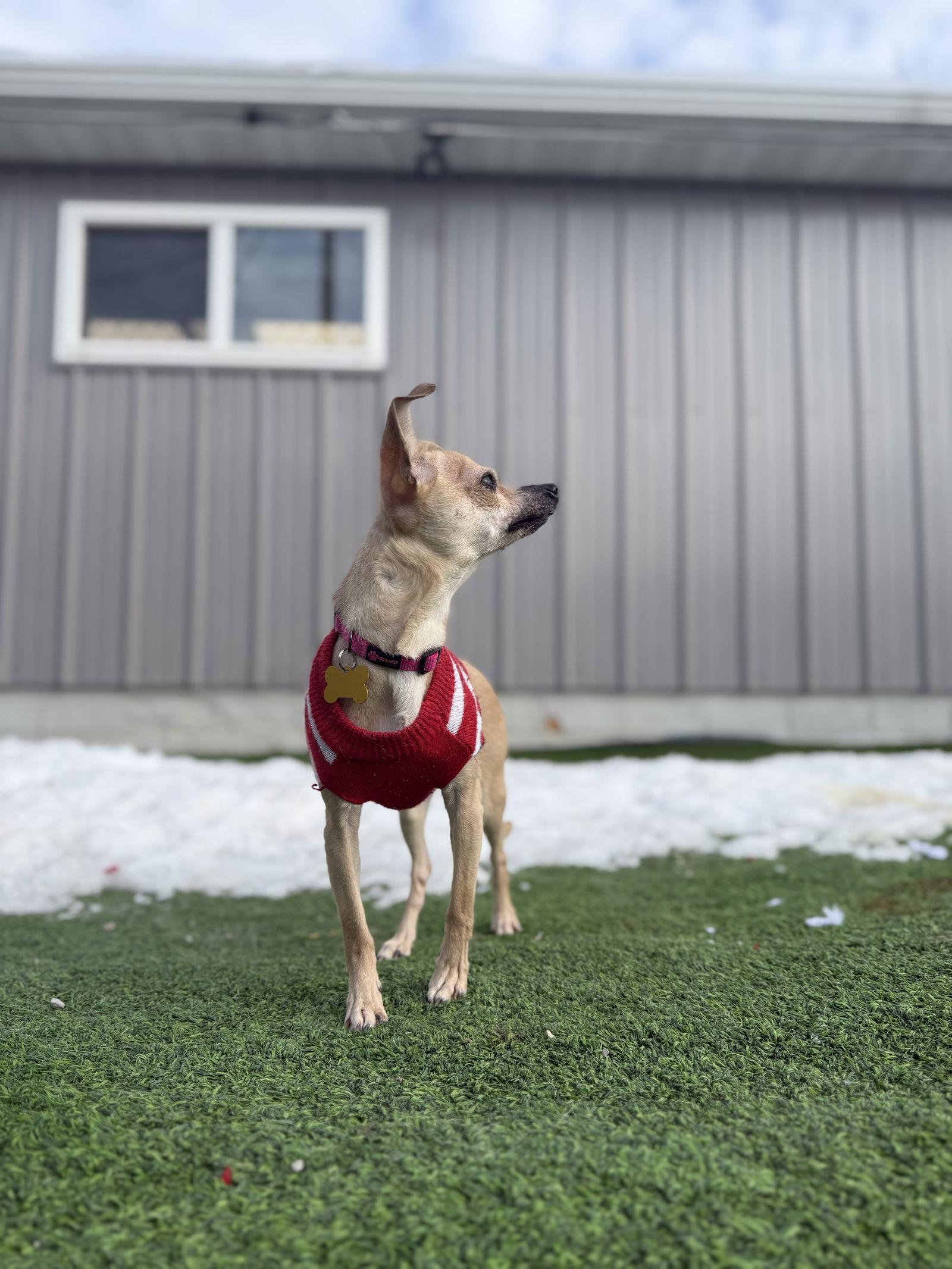 Diera, a Adopted Chihuahua in Cedar Rapids, IA image 2/3