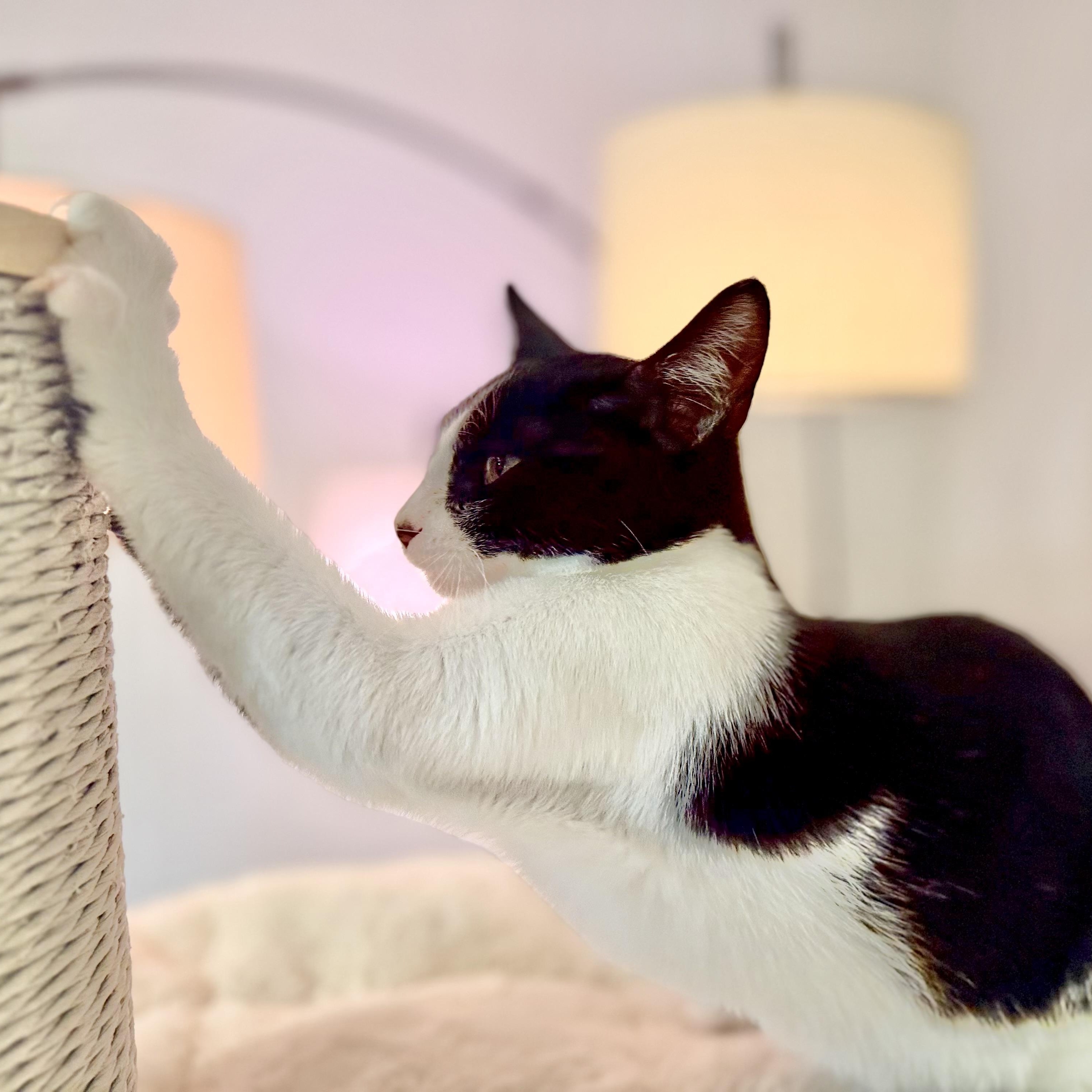 Enlarge Cheesy Gordita Crunch, a Adoptable Domestic Short Hair in Tampa, FL image 2/4