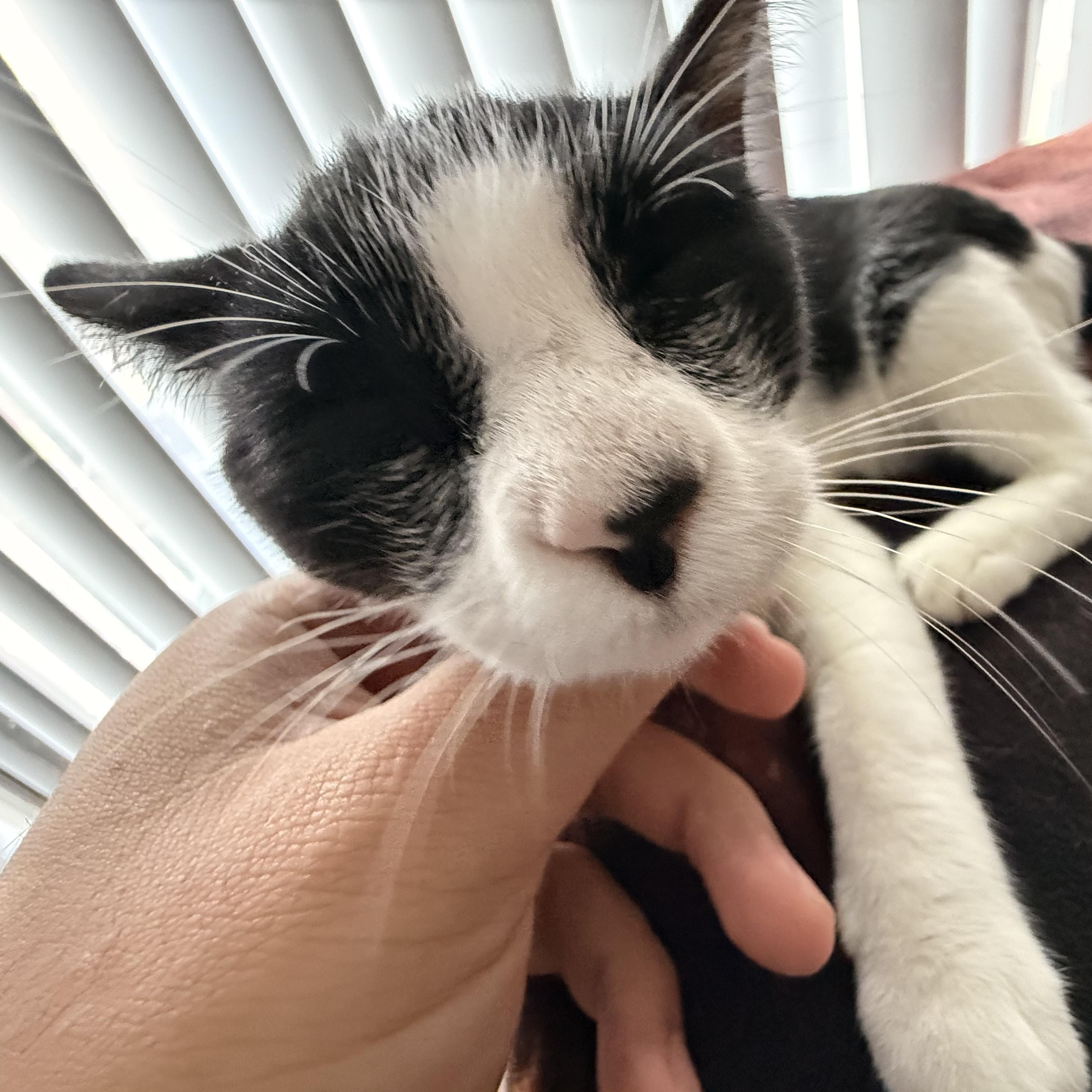 Enlarge Cheesy Gordita Crunch, a Adoptable Domestic Short Hair in Tampa, FL image 4/4