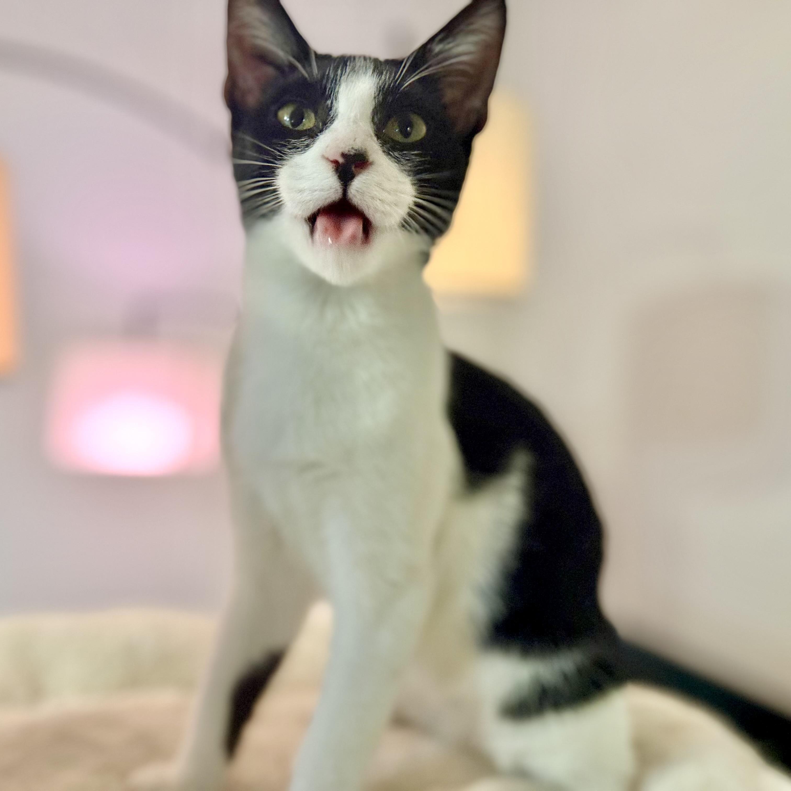 Cheesy Gordita Crunch, Adoptable, Kitten Female Domestic Short Hair.