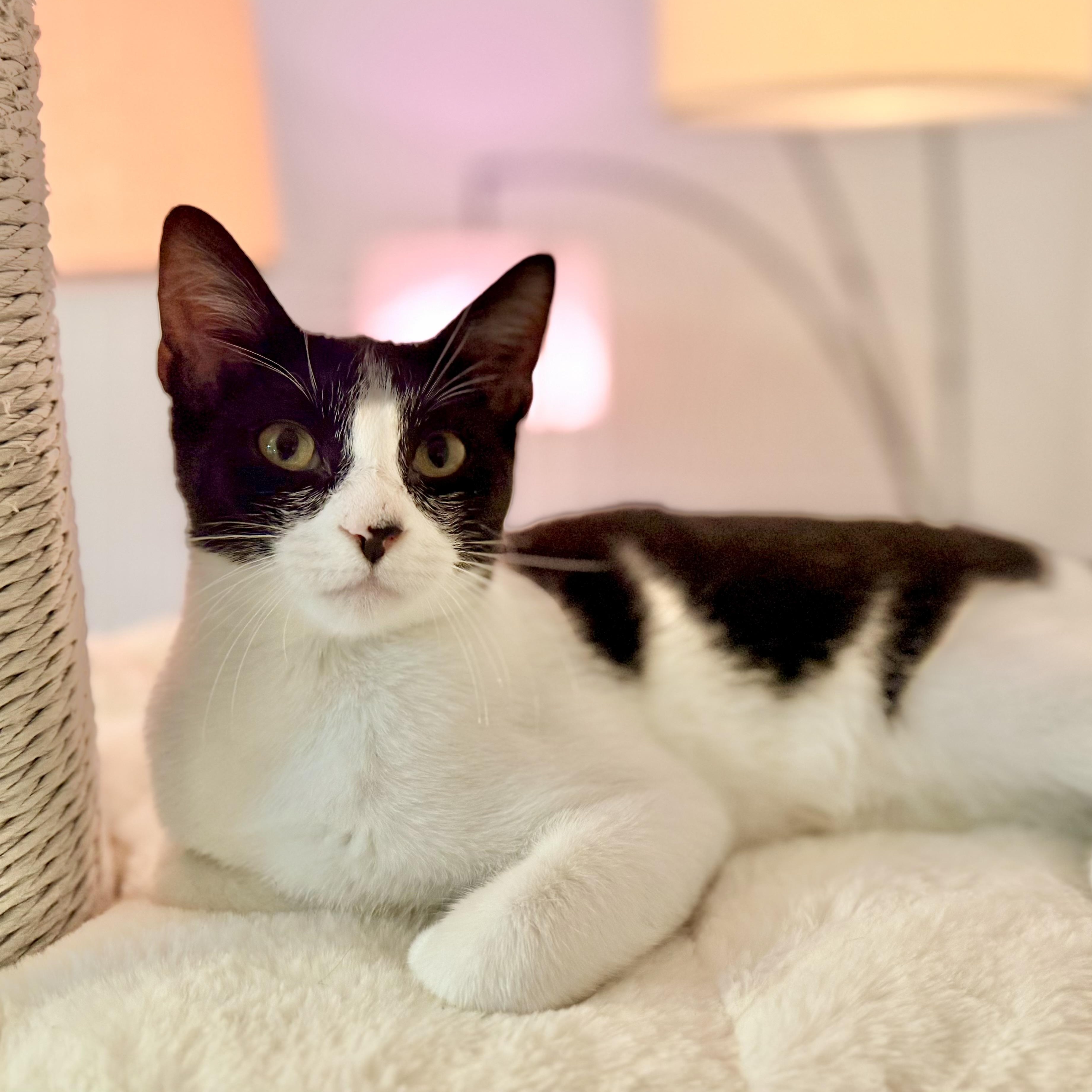 Enlarge Cheesy Gordita Crunch, a Adoptable Domestic Short Hair in Tampa, FL image 3/4