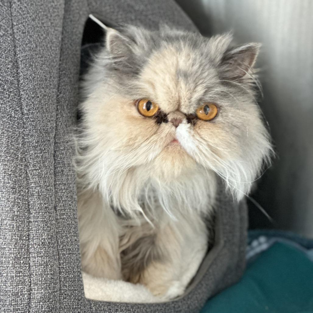 Yuri, Adoptable, Adult Female Persian.