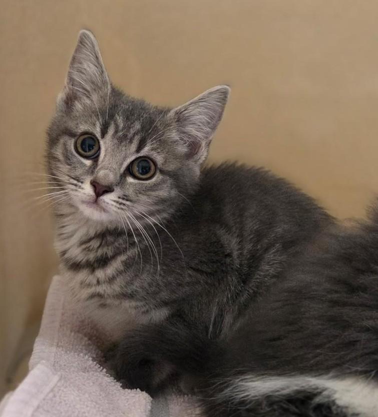 Enlarge Magnolia, a ADOPTABLE Domestic Short Hair in Lexington, KY image 1/1