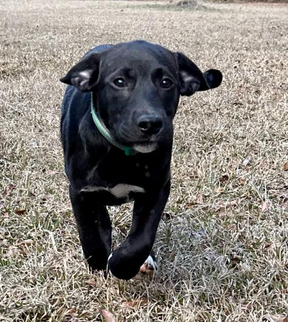 Enlarge Wiggles, an adopted mixed breed in Eutawville, SC image 4/5