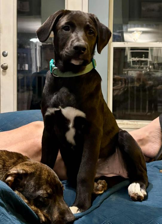 Enlarge Wiggles, an adopted mixed breed in Eutawville, SC image 3/5