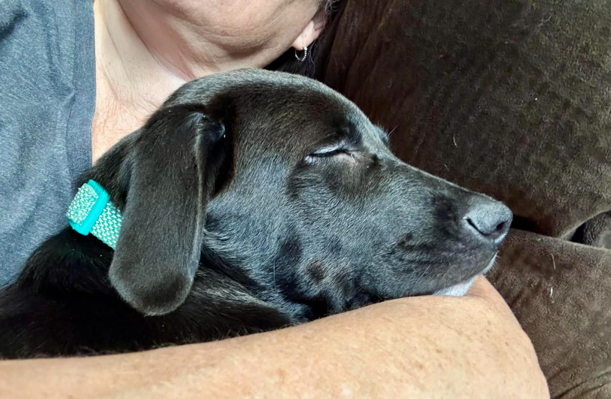 Enlarge Wiggles, an adopted mixed breed in Eutawville, SC image 2/5