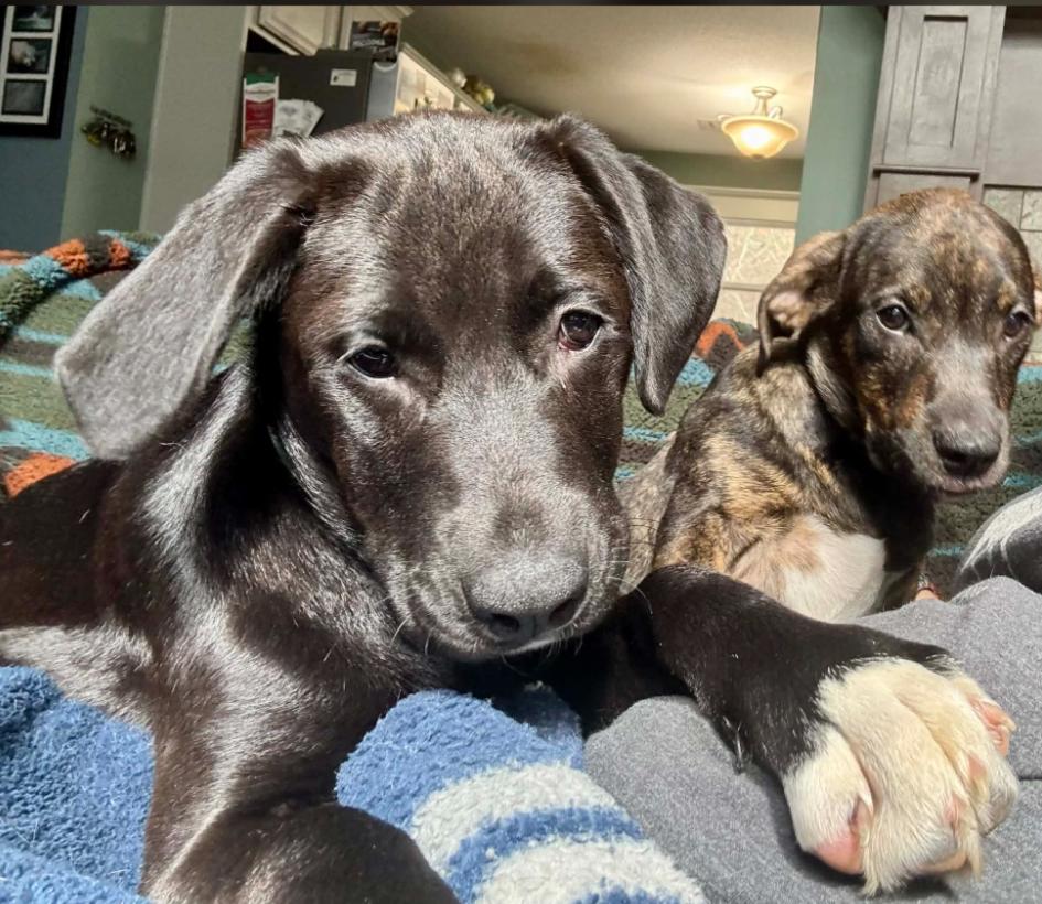 Enlarge Wiggles, an adopted mixed breed in Eutawville, SC image 1/5