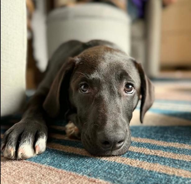 Enlarge Wiggles, an adopted mixed breed in Eutawville, SC image 5/5