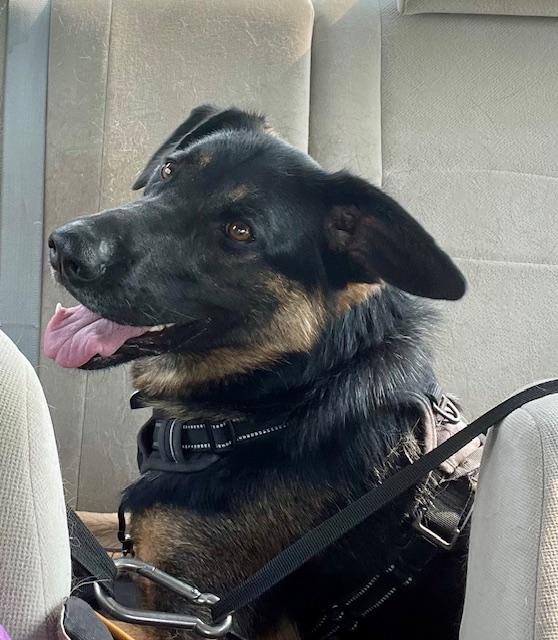 Enlarge Hyde, a Adoptable mixed breed in Calgary, AB image 1/5