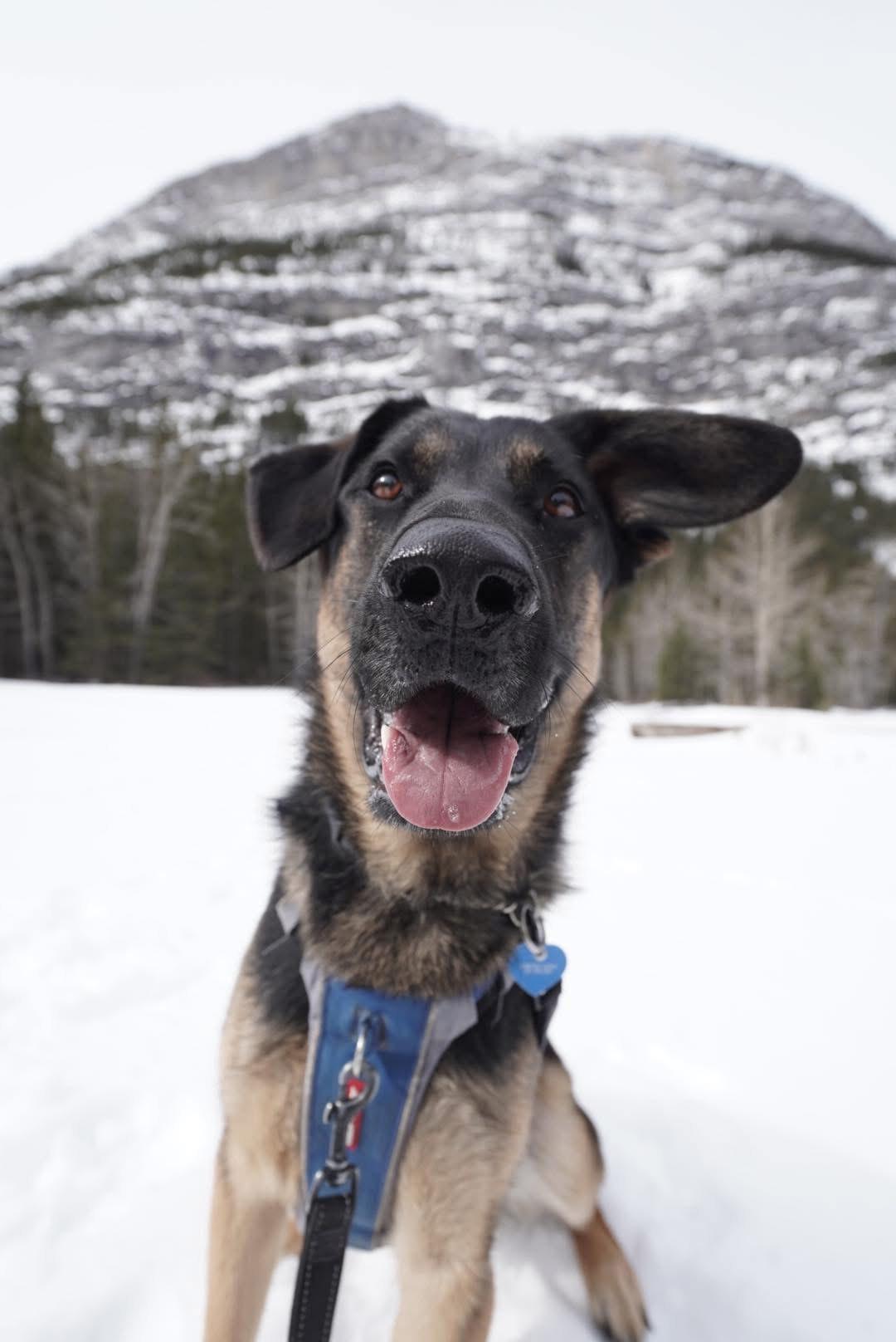 Enlarge Hyde, a Adoptable mixed breed in Calgary, AB image 3/5