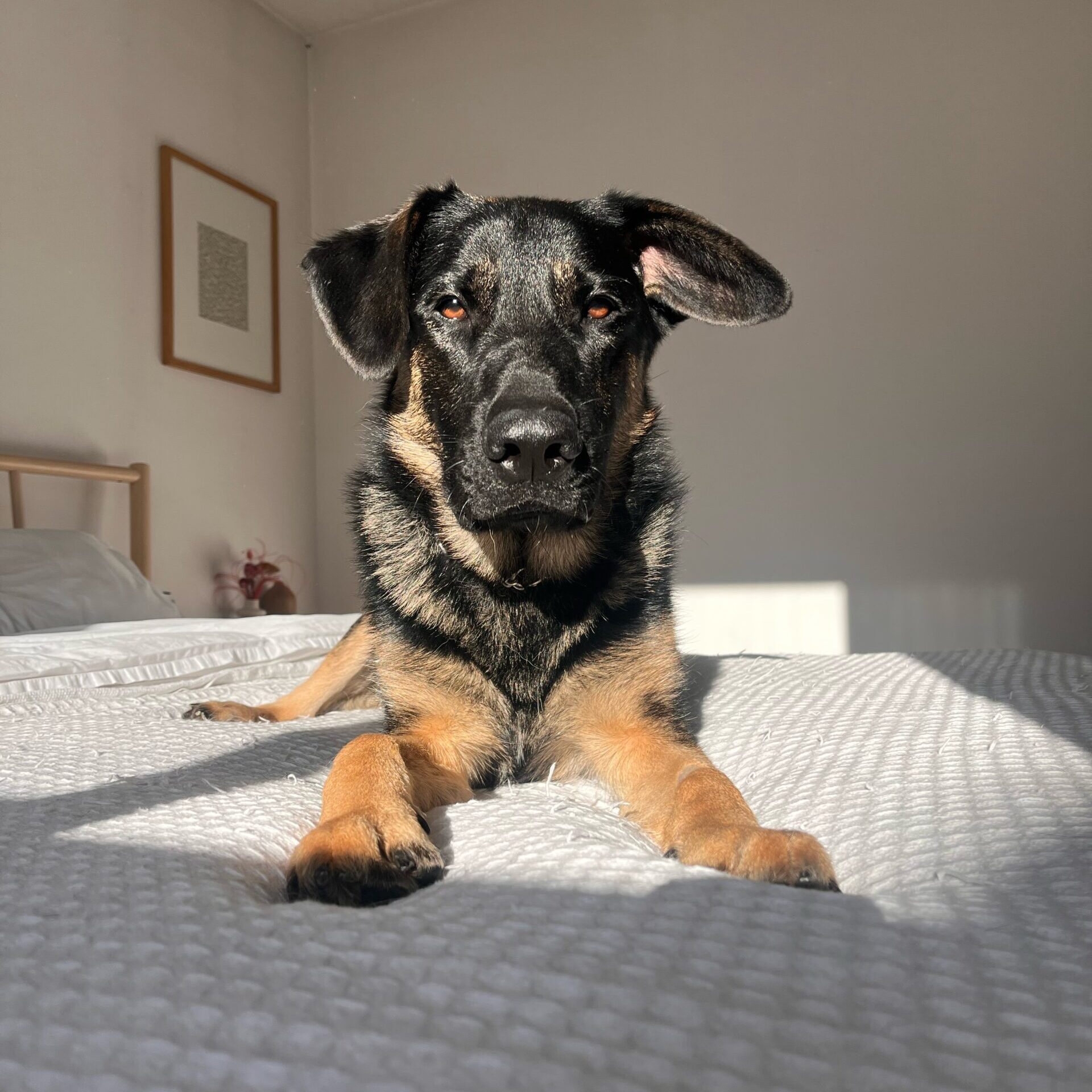 Hyde, Adoptable, Adult Male German Shepherd Dog.