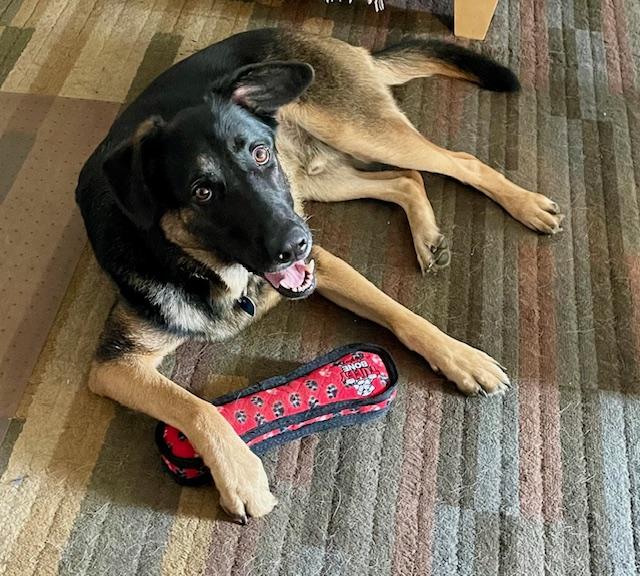 Enlarge Hyde, a Adoptable mixed breed in Calgary, AB image 5/5