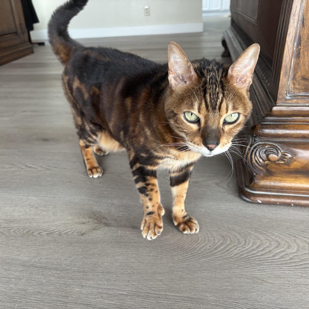 Enlarge Dexter, a Adoptable Domestic Short Hair in Agoura Hills, CA image 1/4