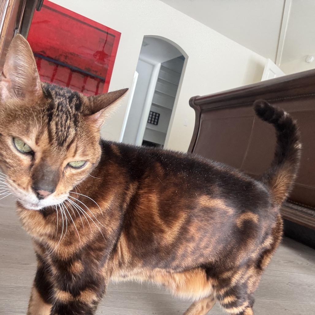 Enlarge Dexter, a Adoptable Domestic Short Hair in Agoura Hills, CA image 2/4