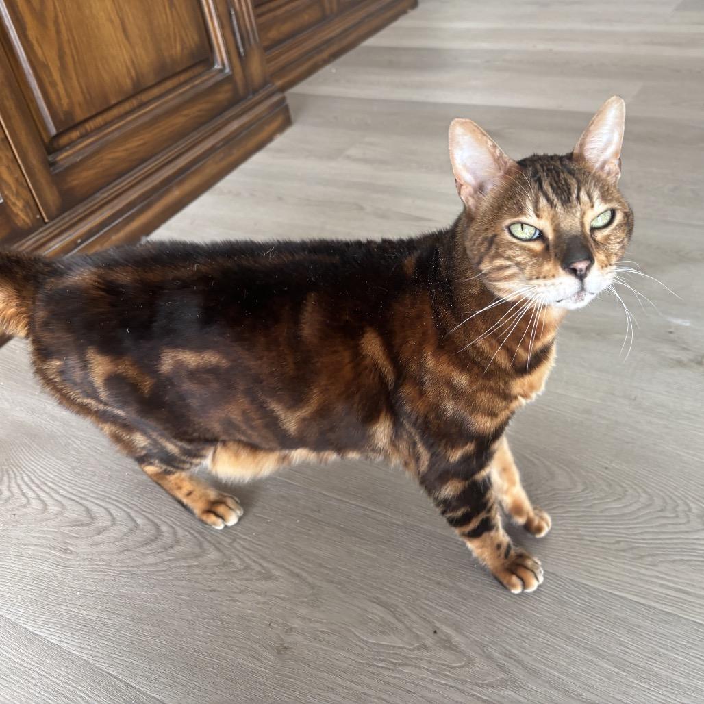 Enlarge Dexter, a Adoptable Domestic Short Hair in Agoura Hills, CA image 3/4