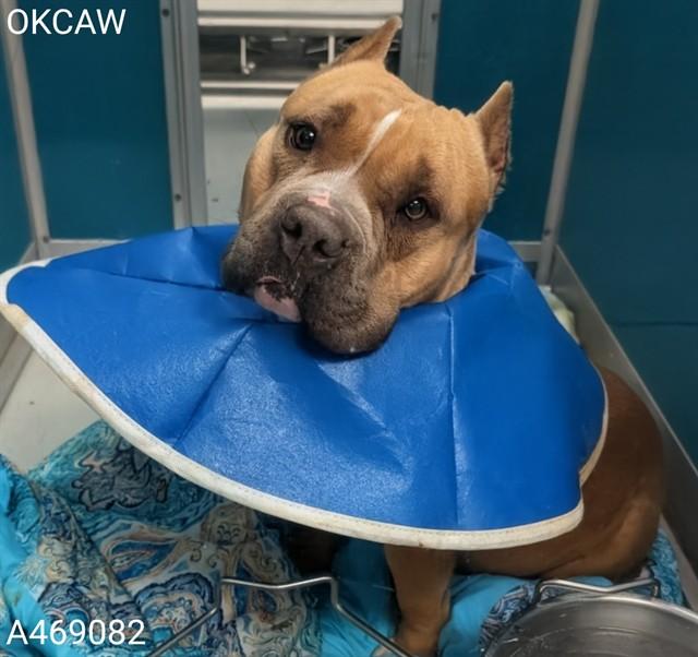 POLLY, Adoptable, Adult Female Pit Bull Terrier & Mixed Breed.