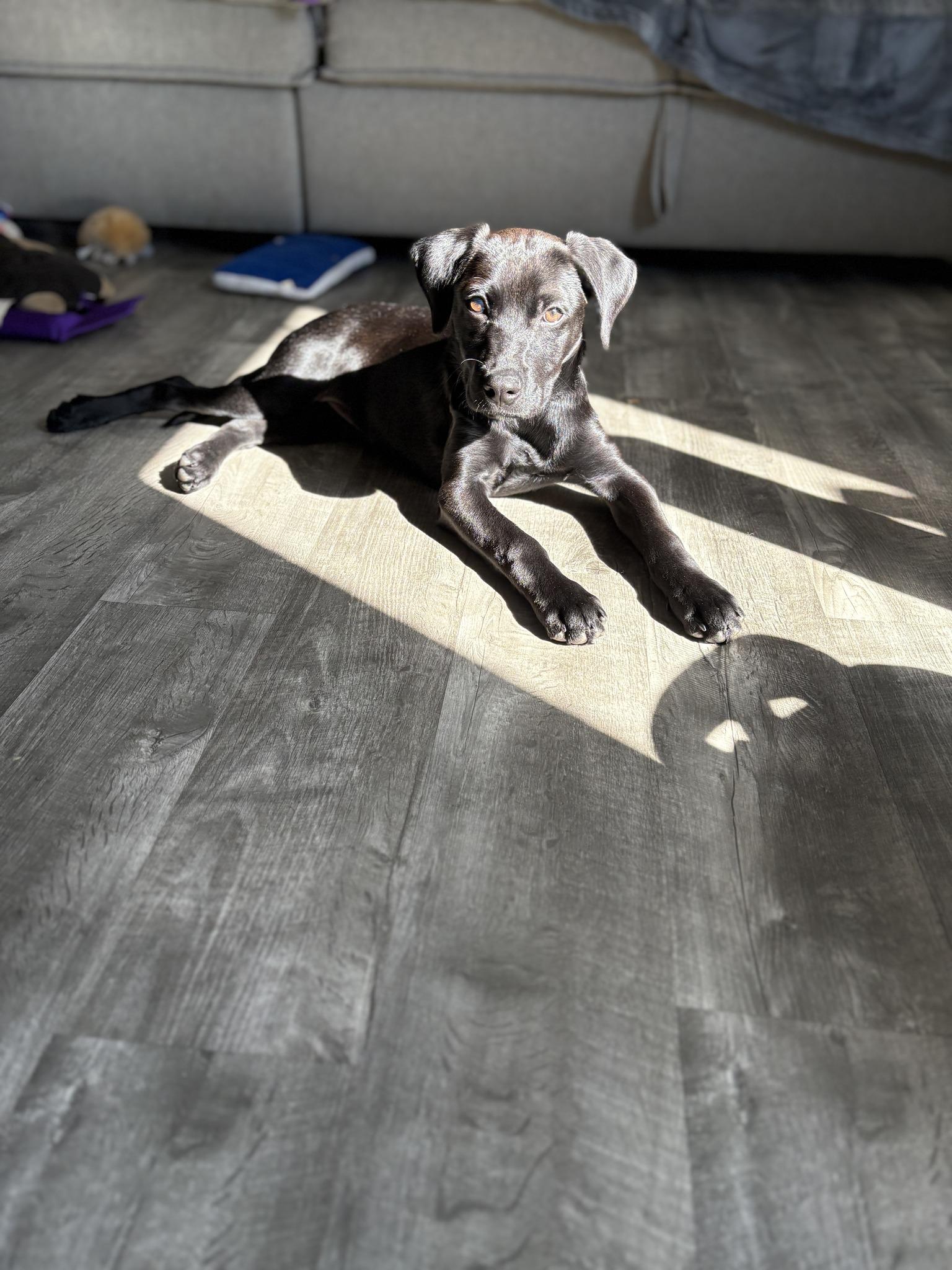 Tiabeanie, an adopted mixed breed in Silver Spring, MD image 4/6