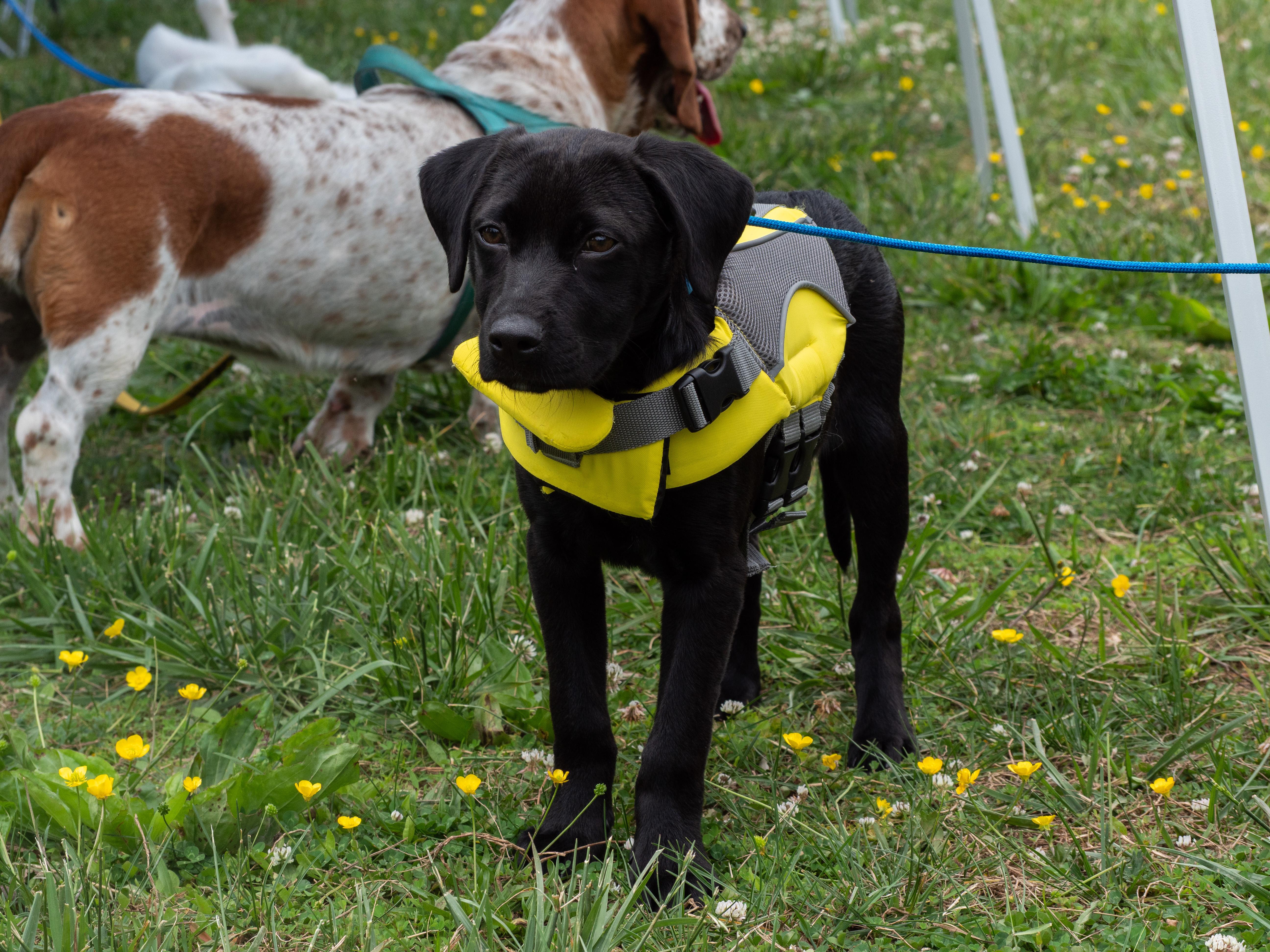 Tiabeanie, ADOPTABLE, Puppy Female Labrador Retriever & Weimaraner.