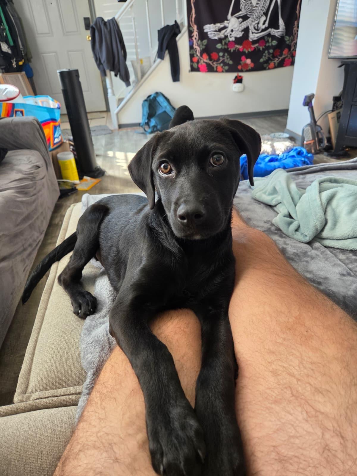 Tiabeanie, an adopted mixed breed in Silver Spring, MD image 3/6