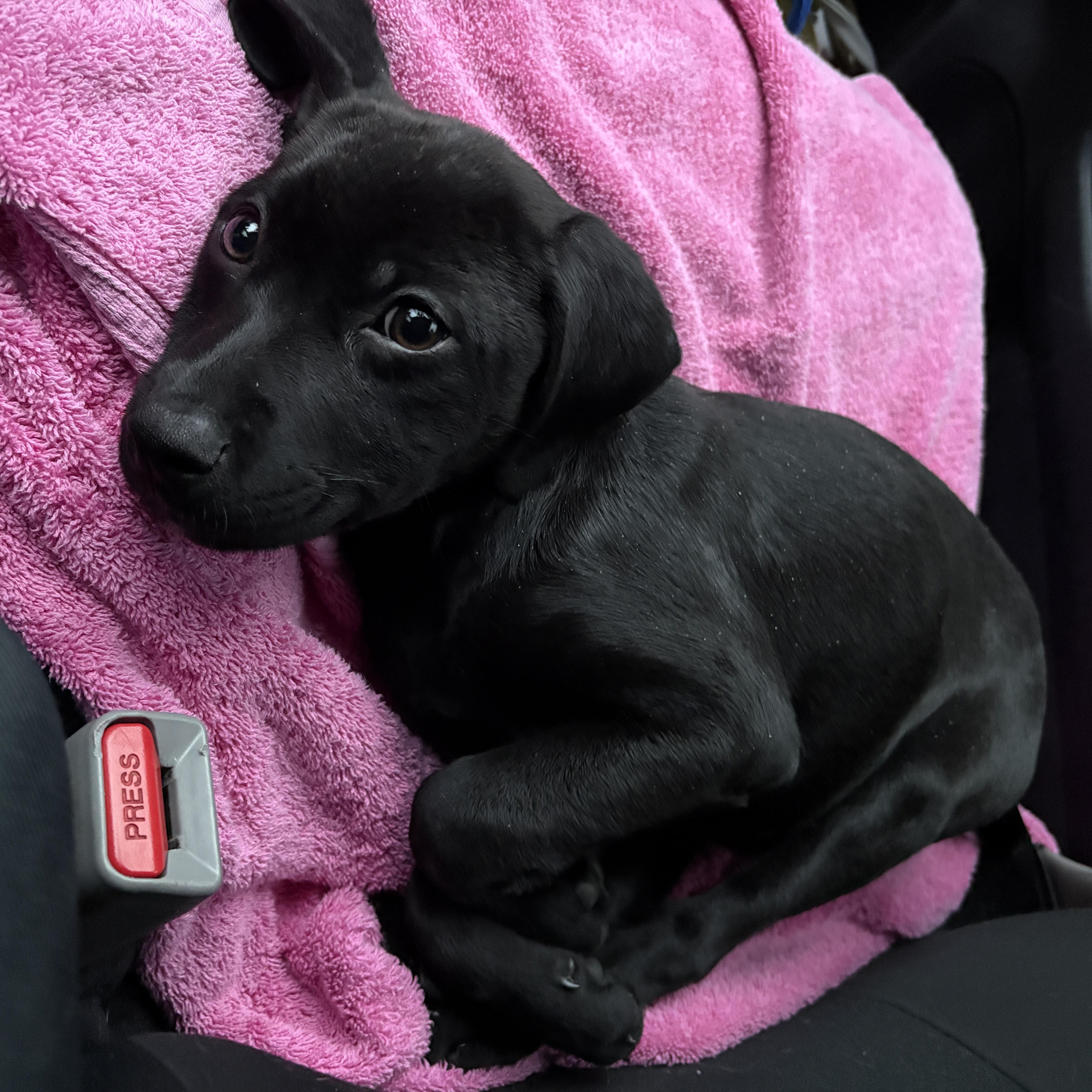 Enlarge Tiabeanie, a ADOPTABLE mixed breed in Silver Spring, MD image 3/6