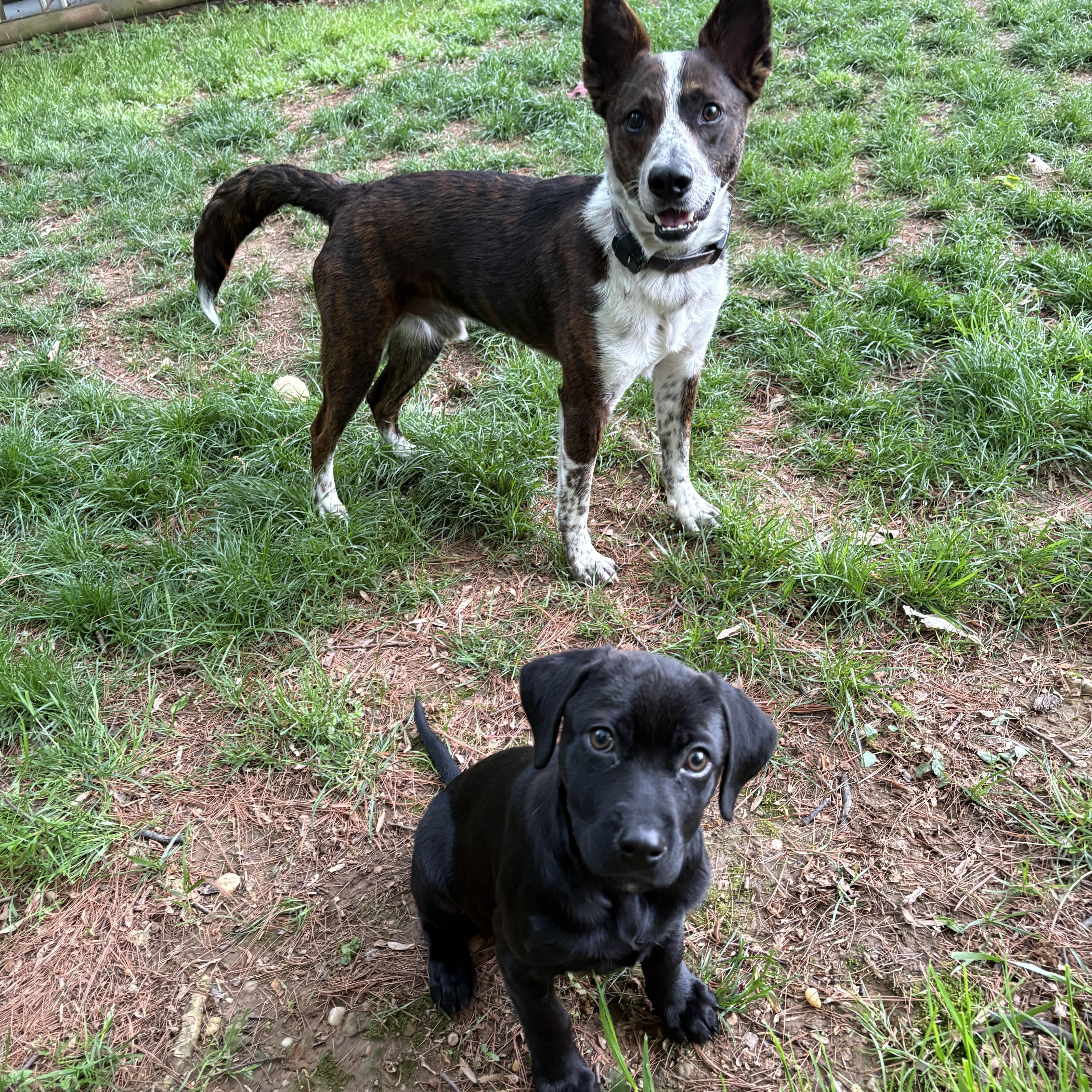 Enlarge Tiabeanie, a ADOPTABLE mixed breed in Silver Spring, MD image 6/6