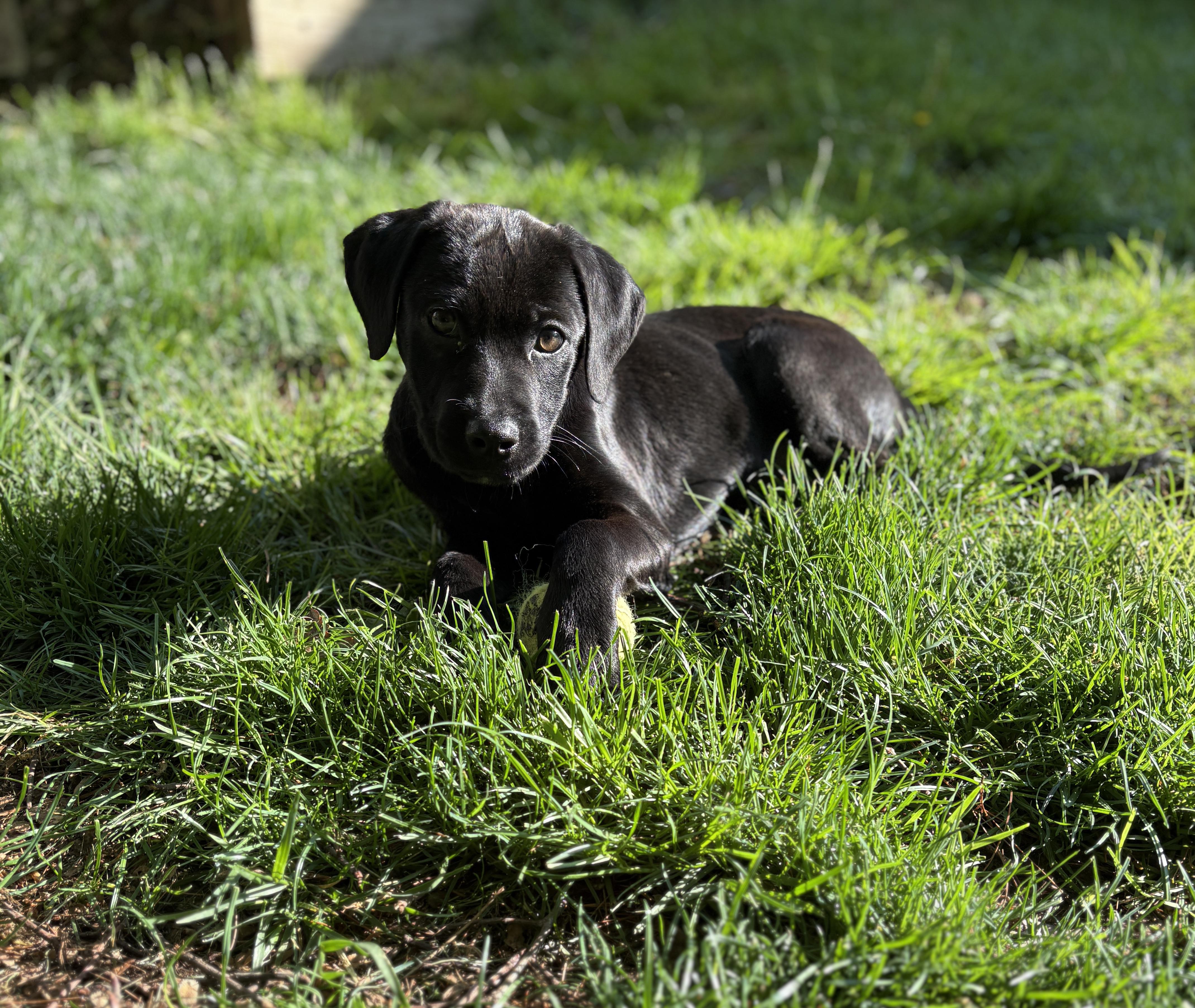 Tiabeanie, ADOPTABLE, Puppy Female Black Labrador Retriever & Labrador Retriever.