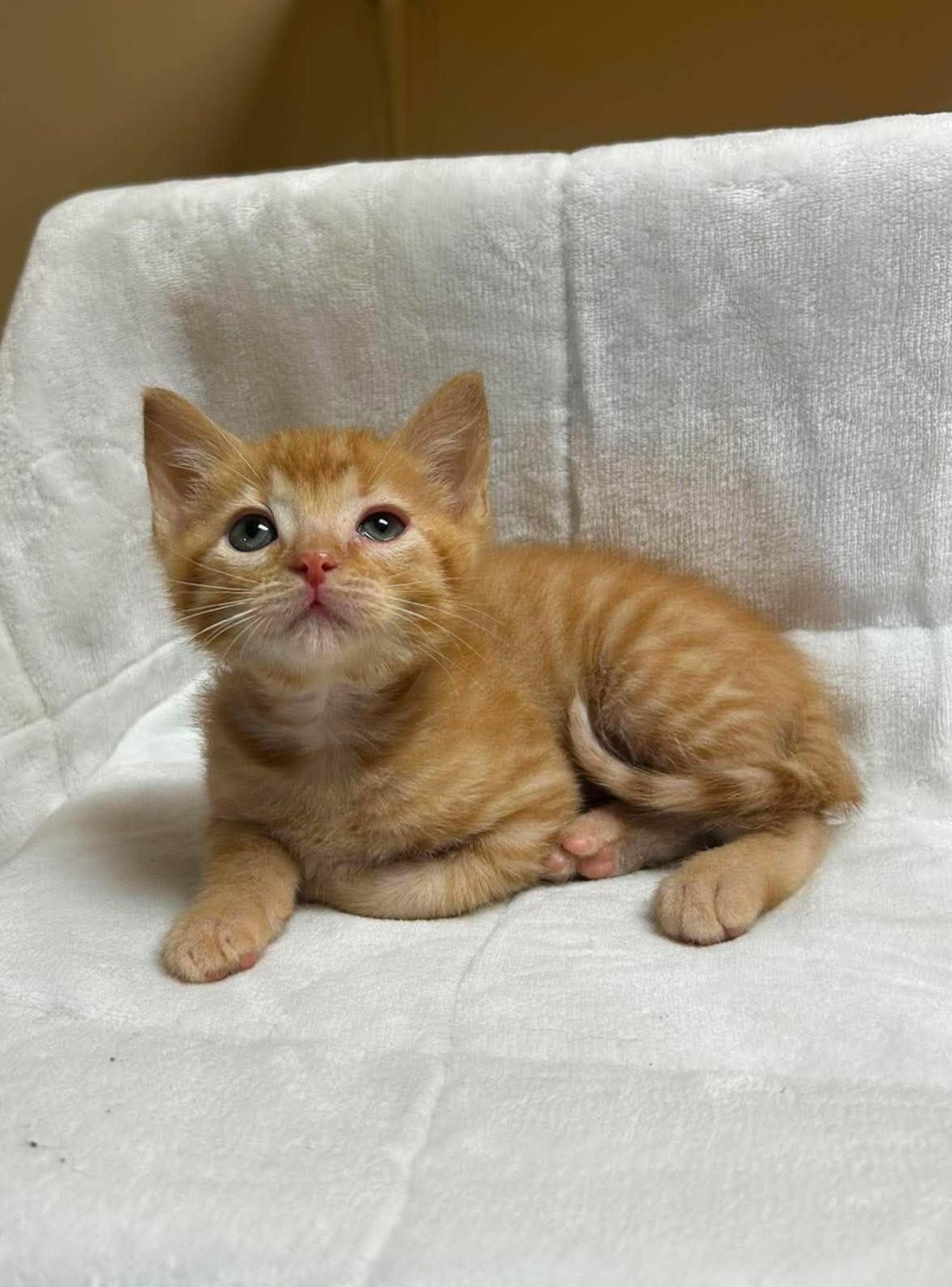 Sagittarius, an adopted mixed breed in Maryville, MO image 1/2