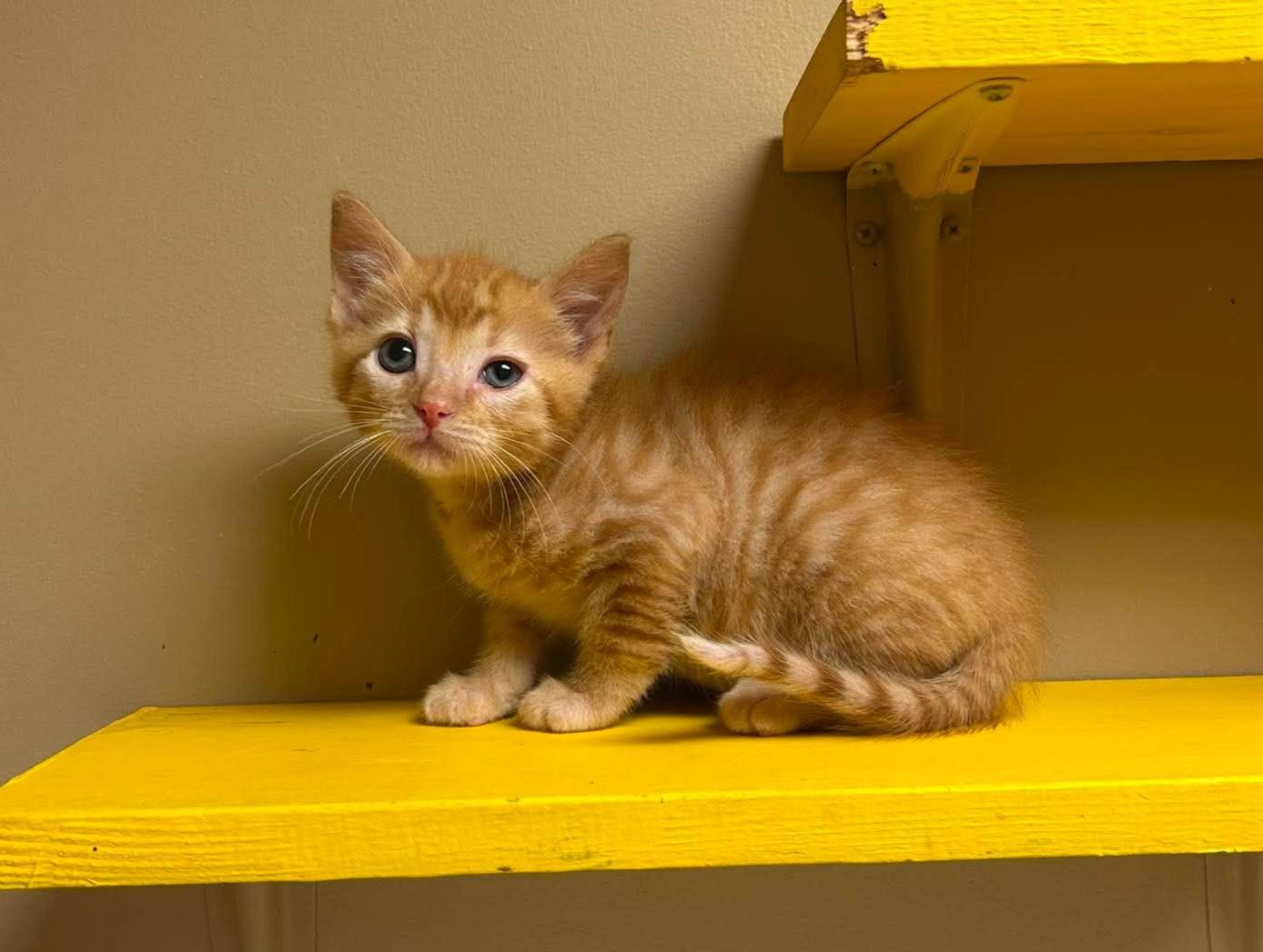 Sagittarius, an adopted mixed breed in Maryville, MO image 2/2