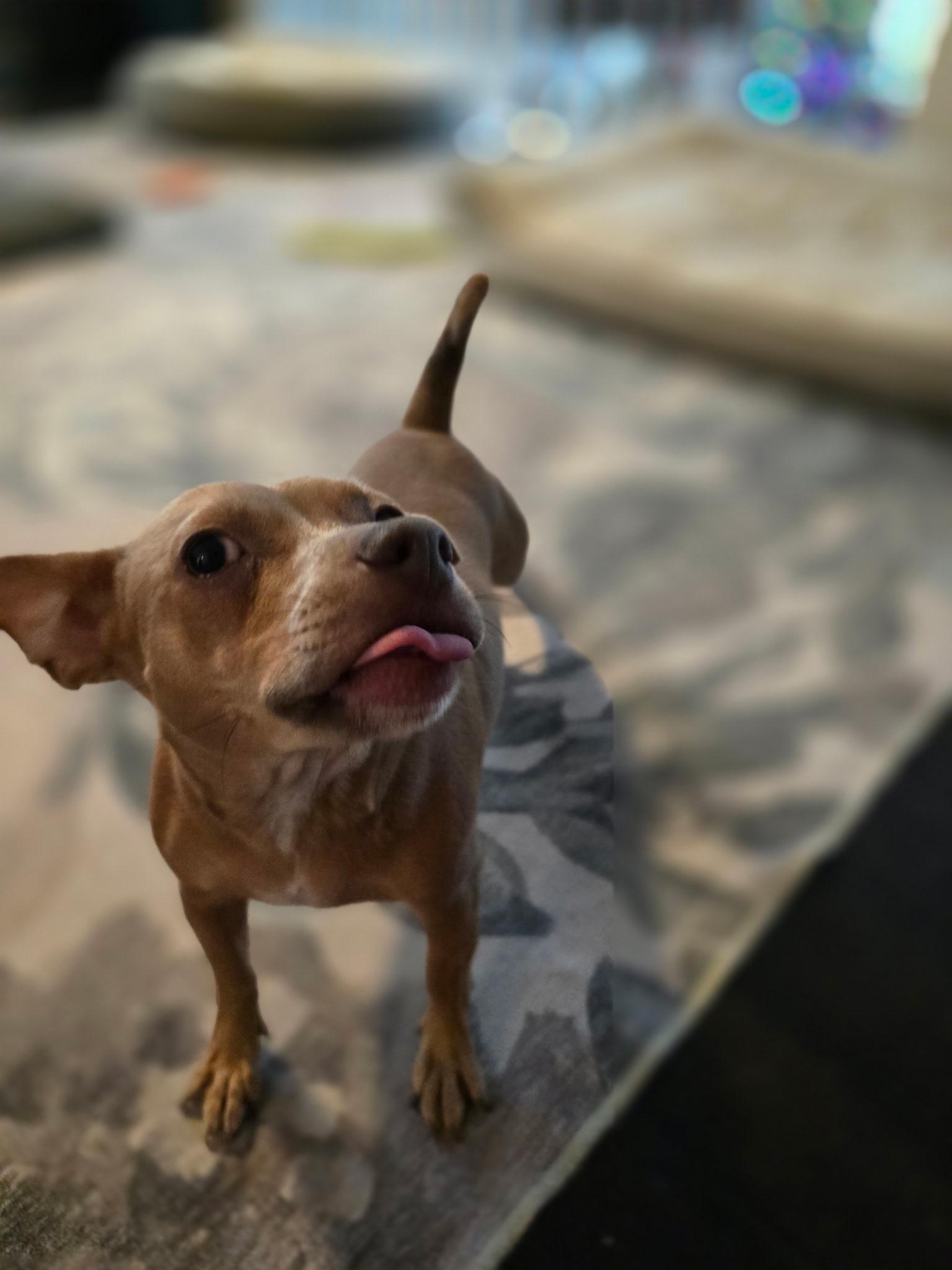 Enlarge Ranger (fee waived), a ADOPTABLE mixed breed in Columbia, MD image 2/3