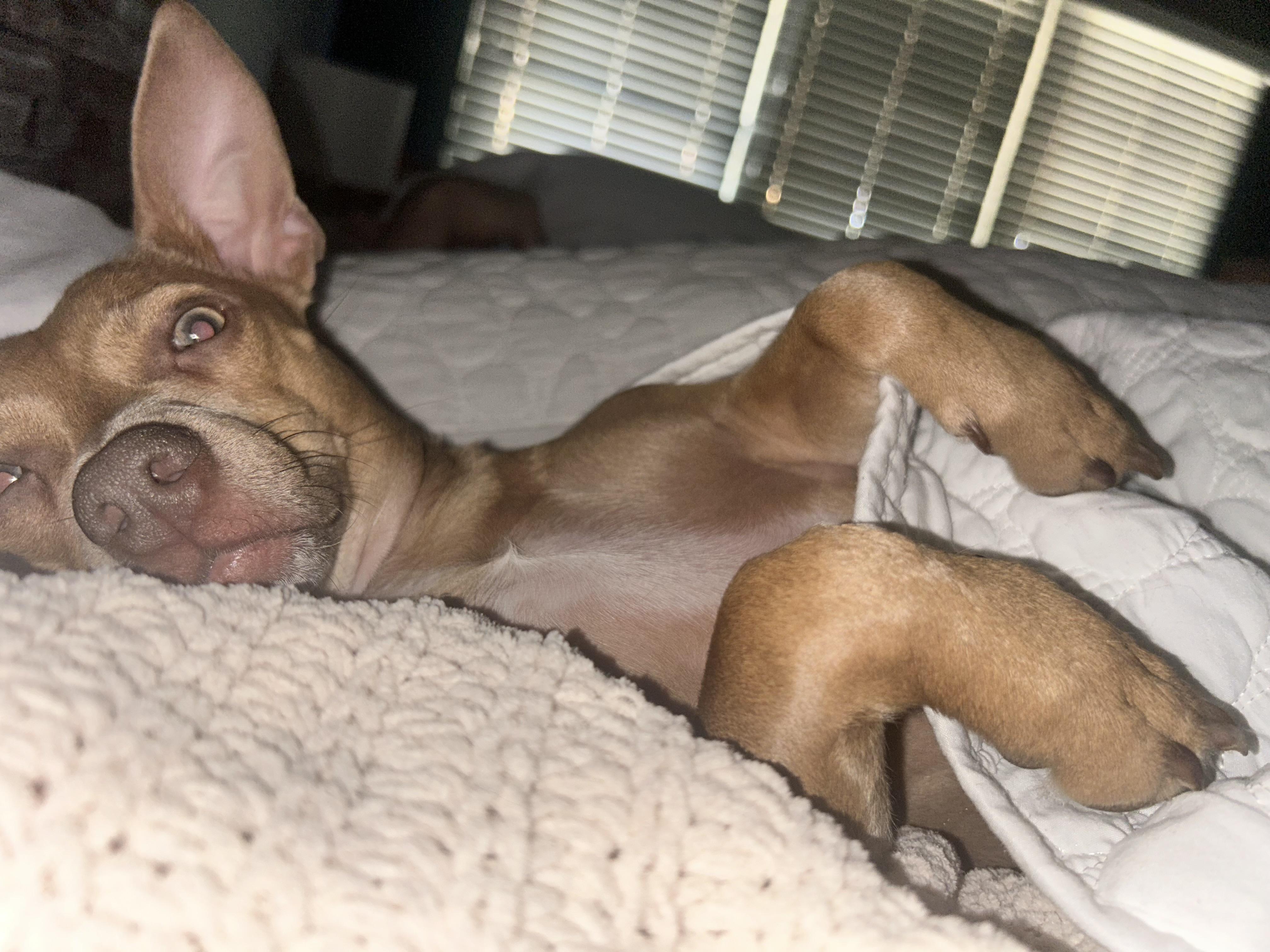 Enlarge Ranger (fee waived), a ADOPTABLE mixed breed in Columbia, MD image 3/3