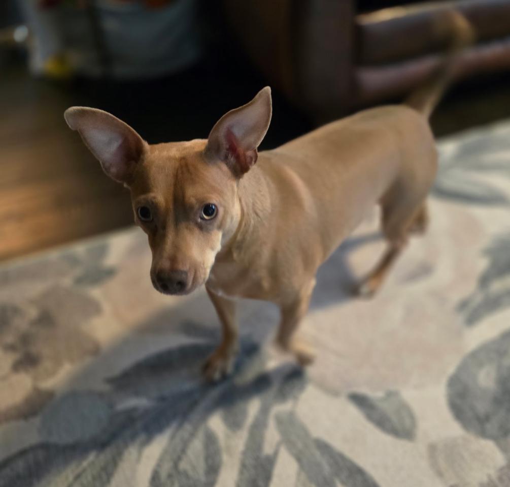 Ranger (fee waived), ADOPTABLE, Young Male Chihuahua.