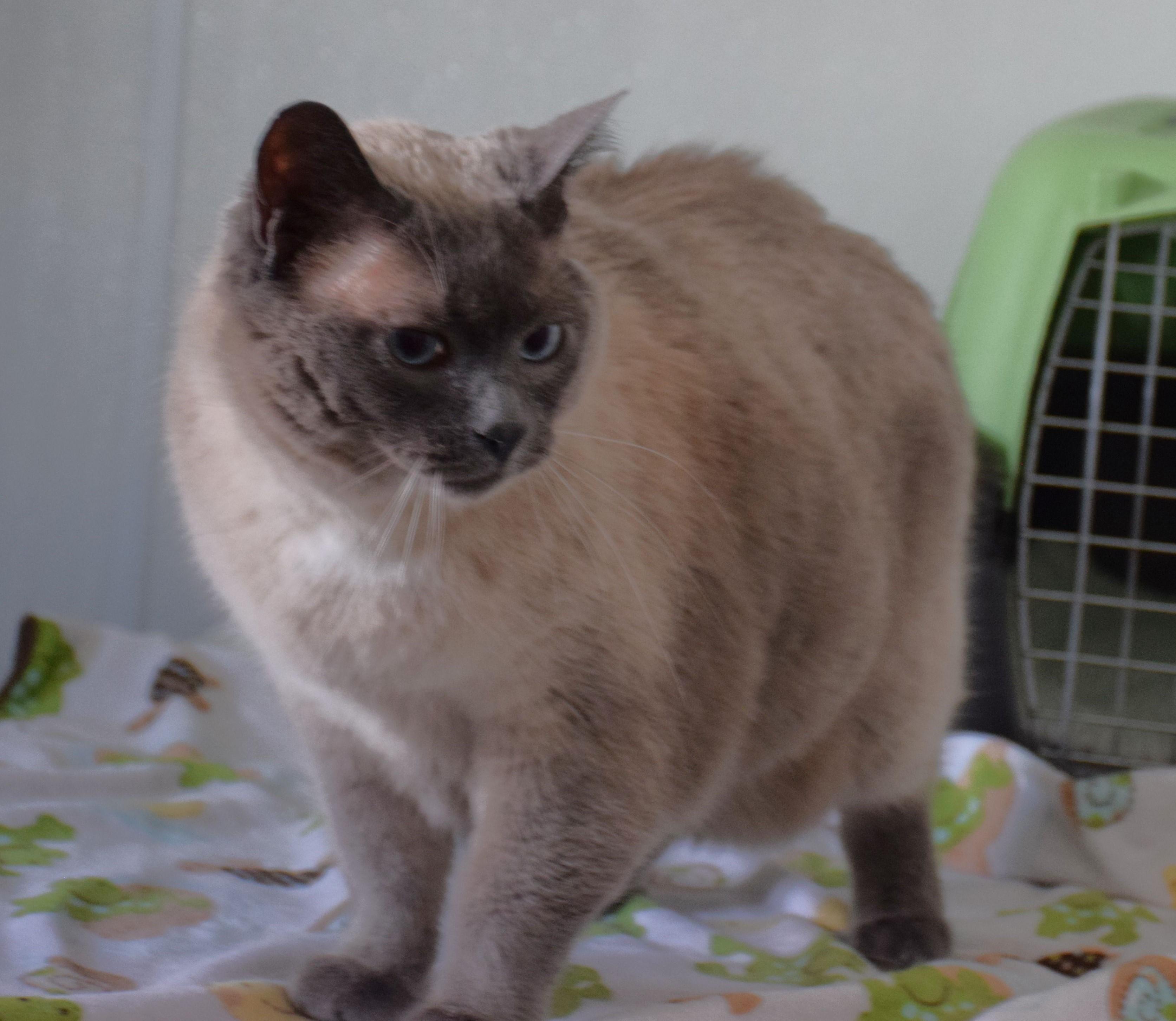 Enlarge Miss Fiddles, a ADOPTABLE mixed breed in Claresholm, AB image 1/1
