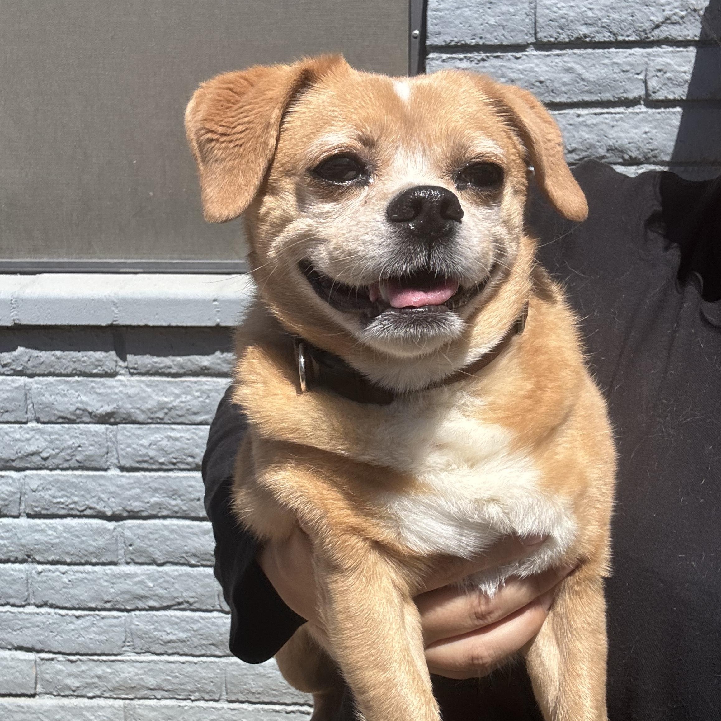 Danny Devito, a ADOPTABLE mixed breed in Phoenix, AZ image 6/6