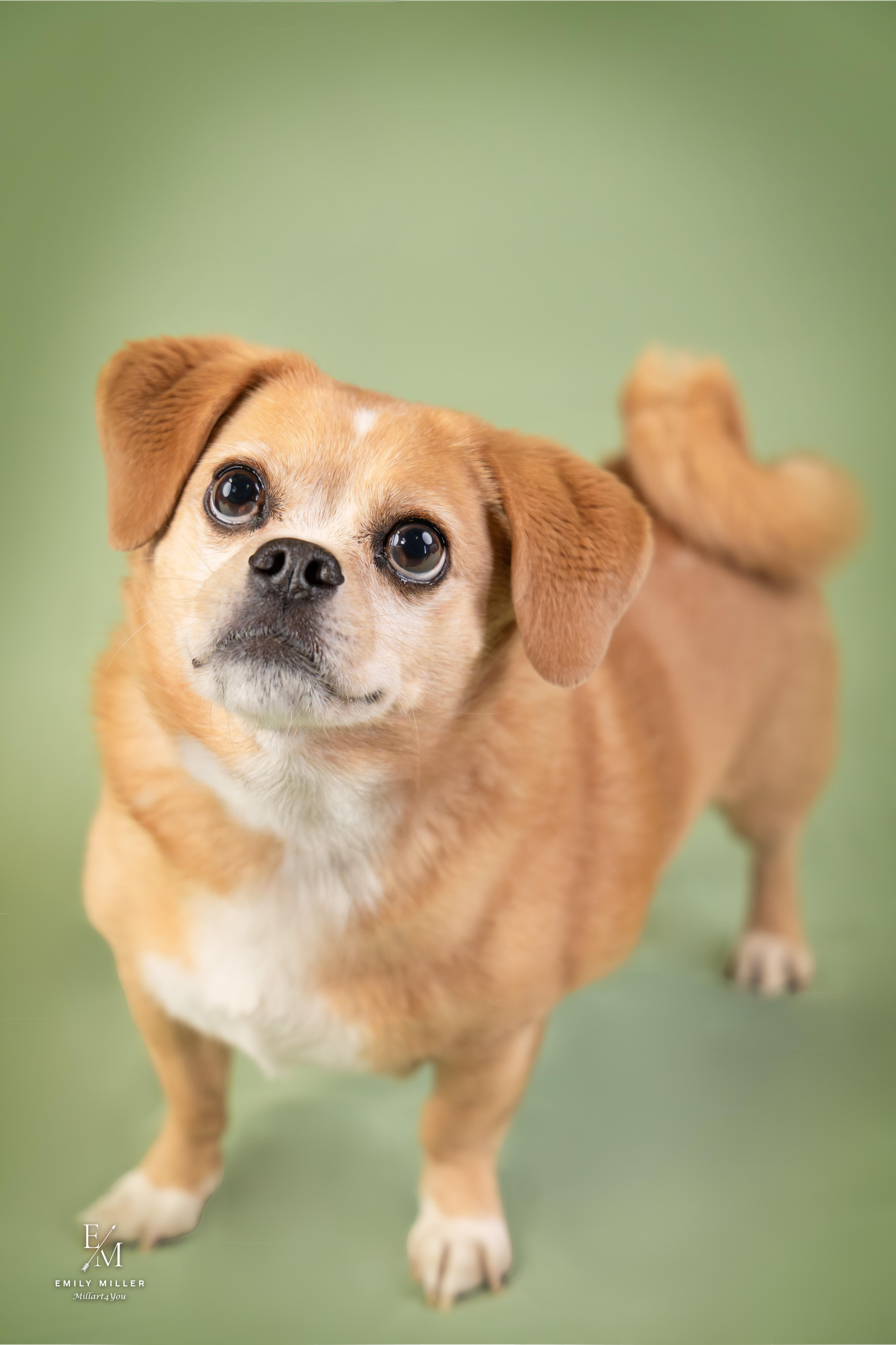 Danny Devito, a ADOPTABLE mixed breed in Phoenix, AZ image 1/6