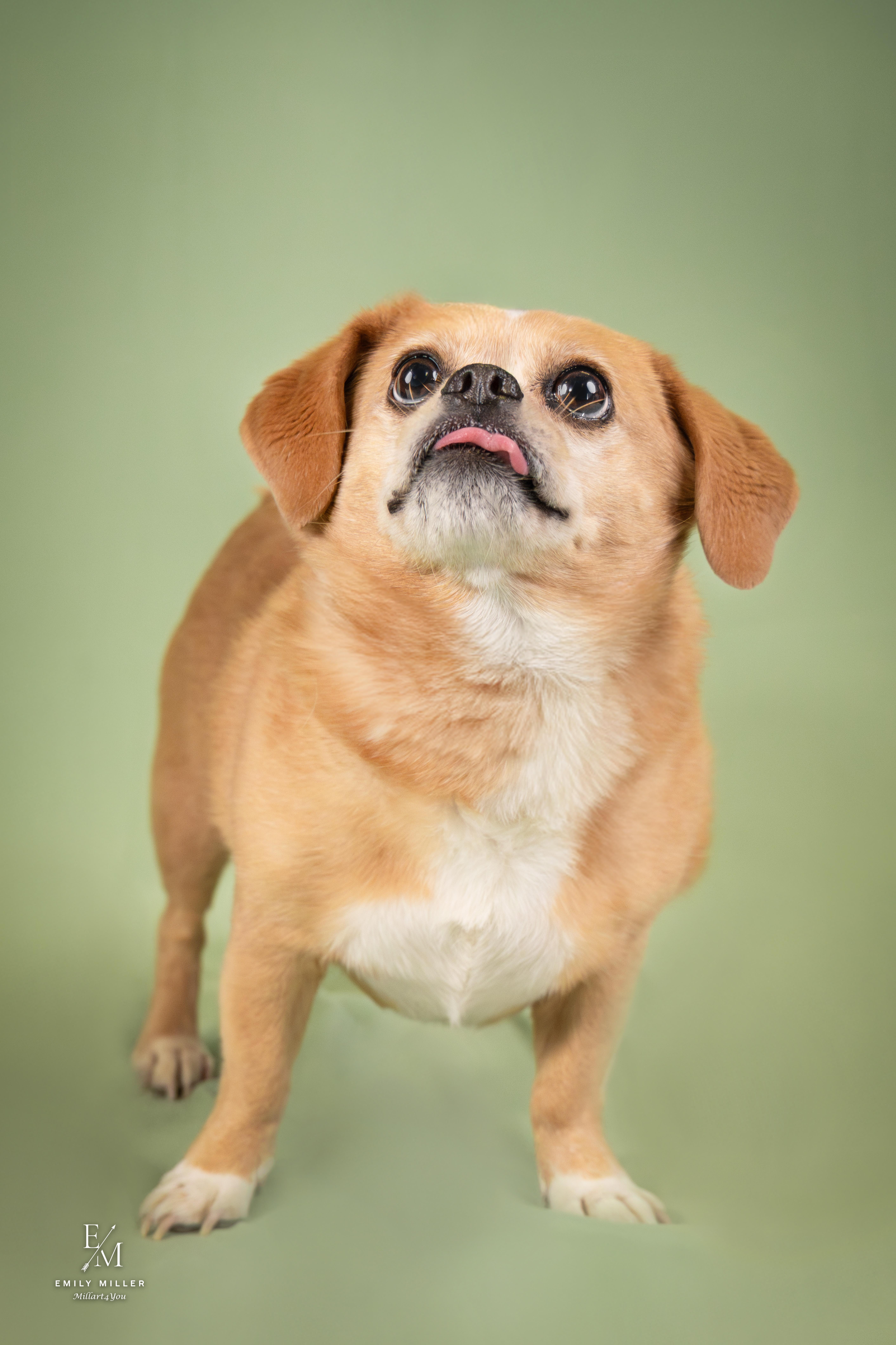 Danny Devito, a ADOPTABLE mixed breed in Phoenix, AZ image 2/6