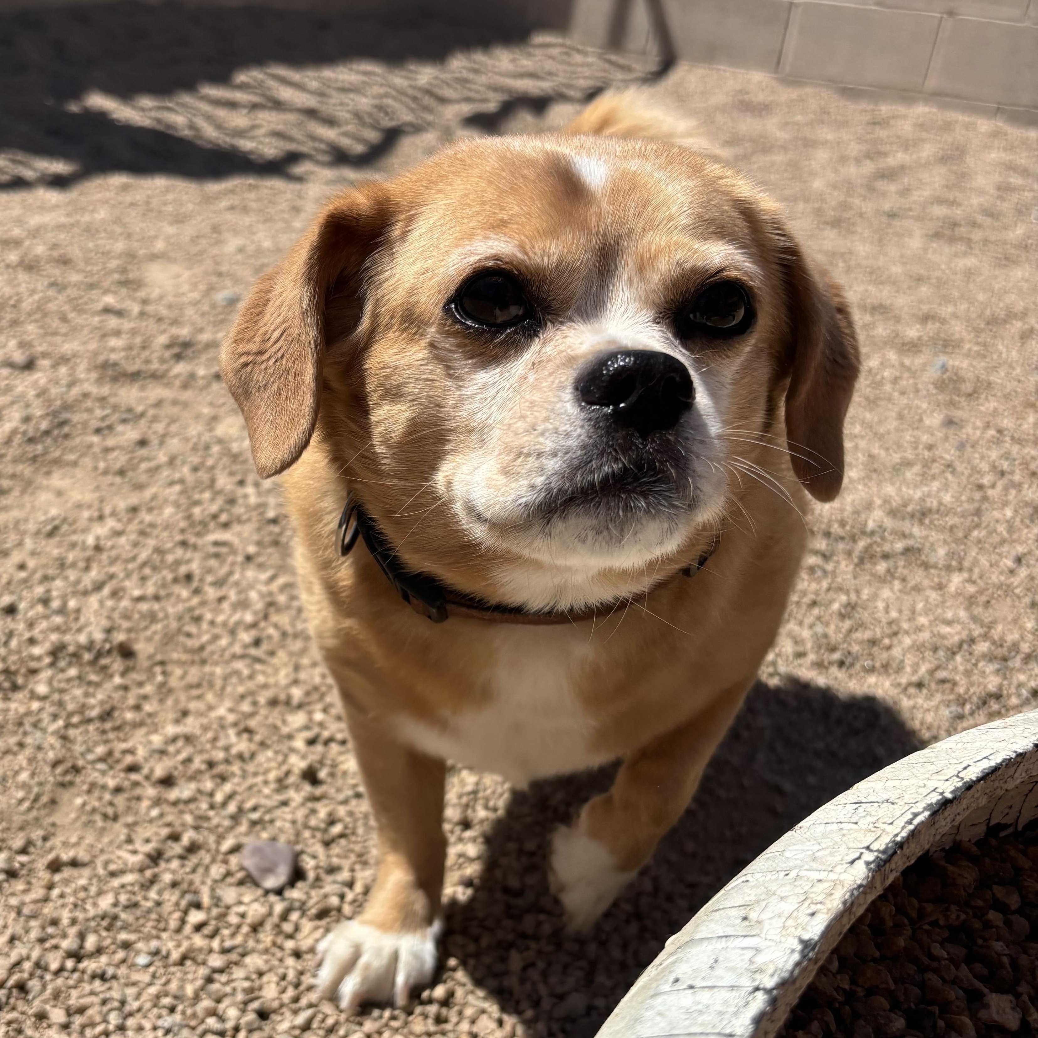 Danny Devito, a ADOPTABLE mixed breed in Phoenix, AZ image 5/6