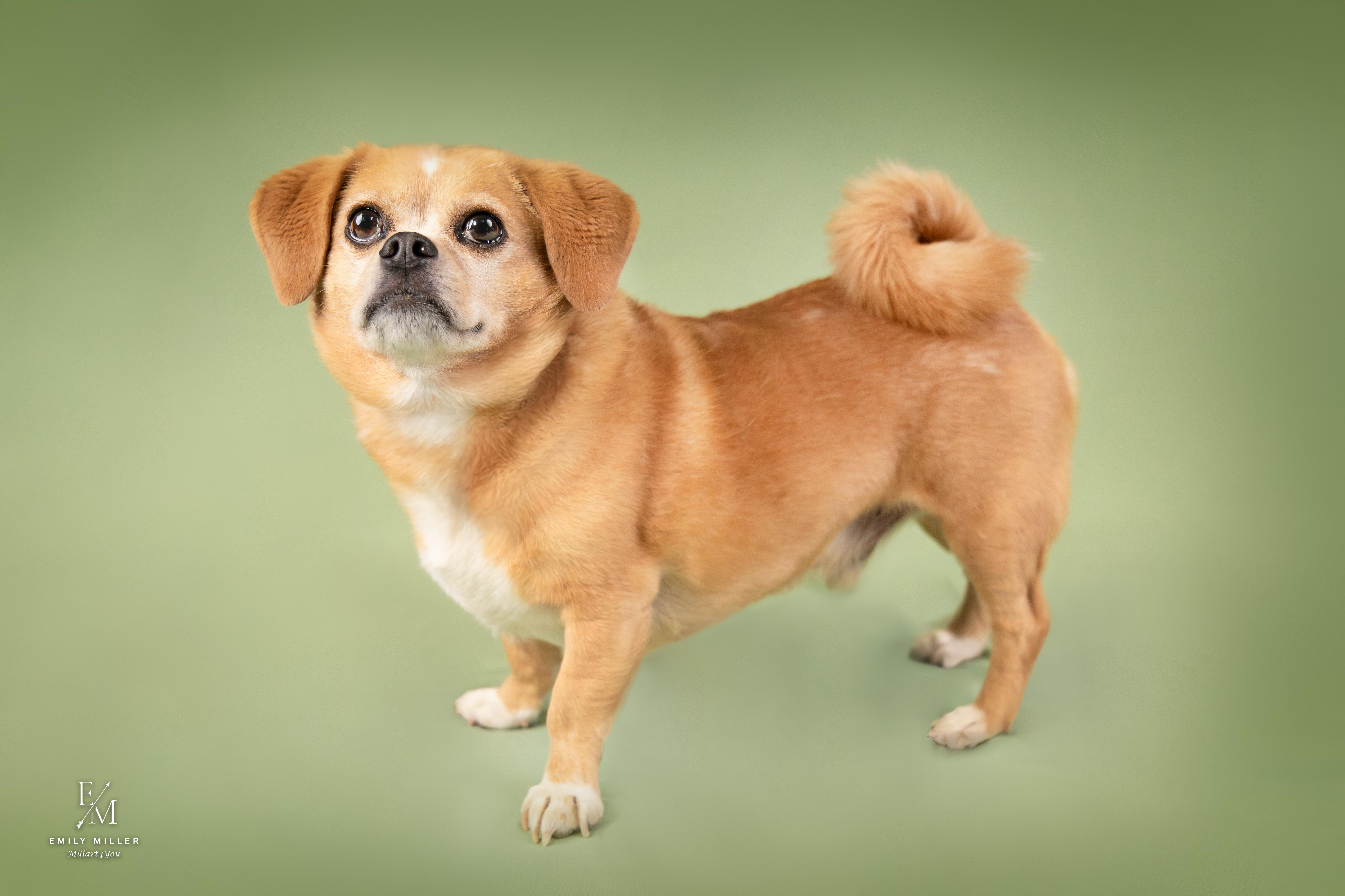 Danny Devito, a ADOPTABLE mixed breed in Phoenix, AZ image 4/6