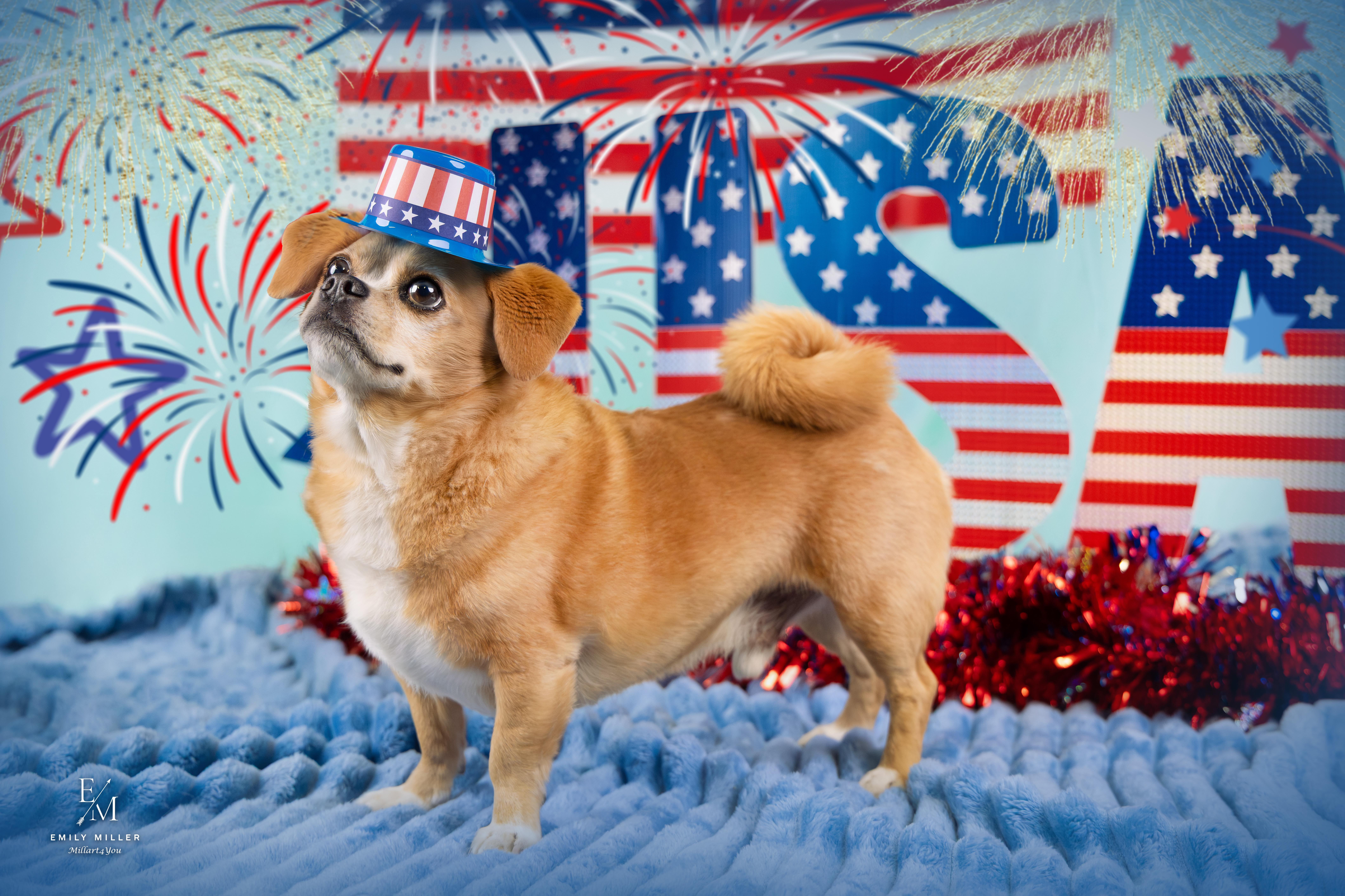 Danny Devito, a ADOPTABLE mixed breed in Phoenix, AZ image 3/6