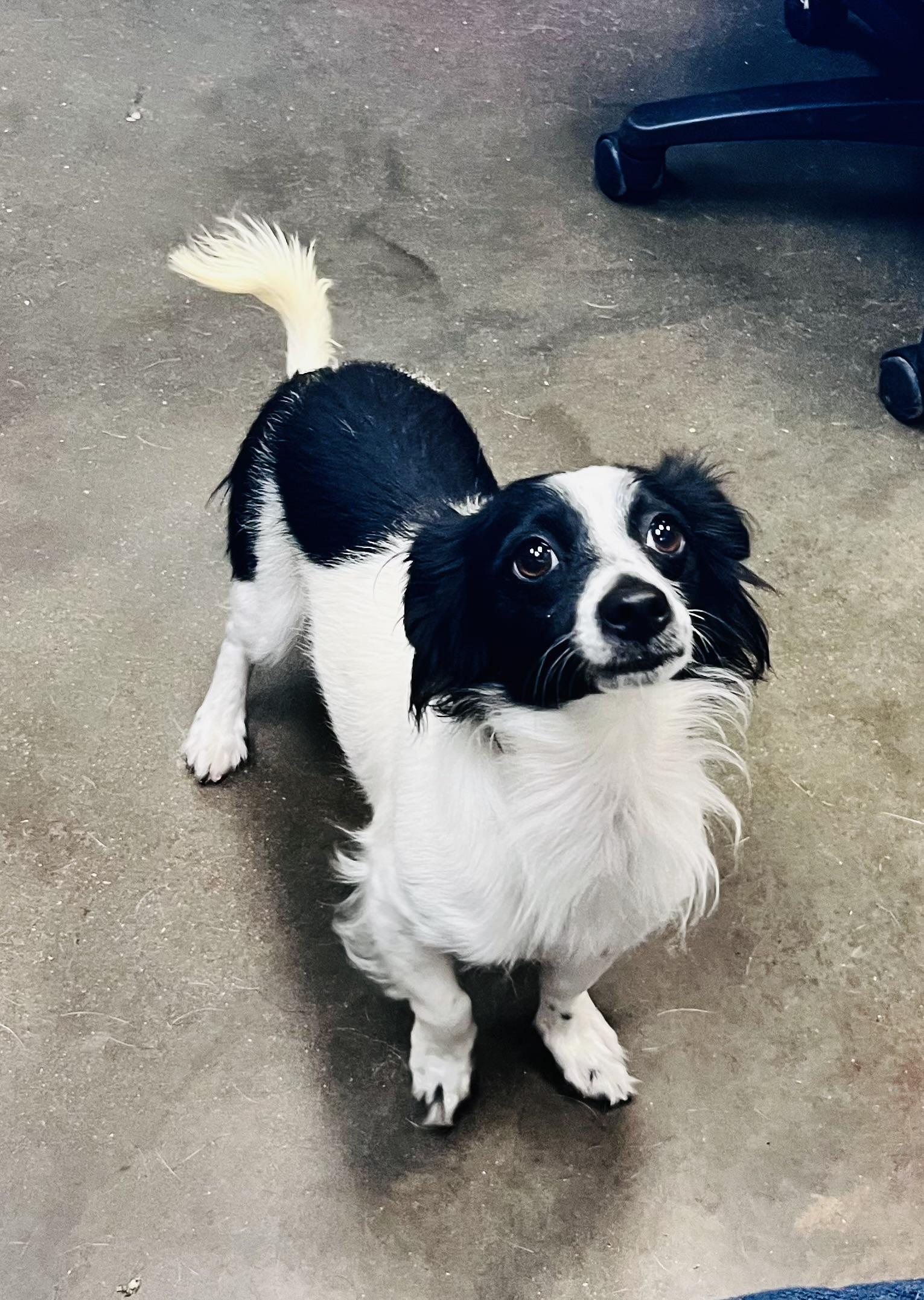 Pancho, Adult Male Chihuahua